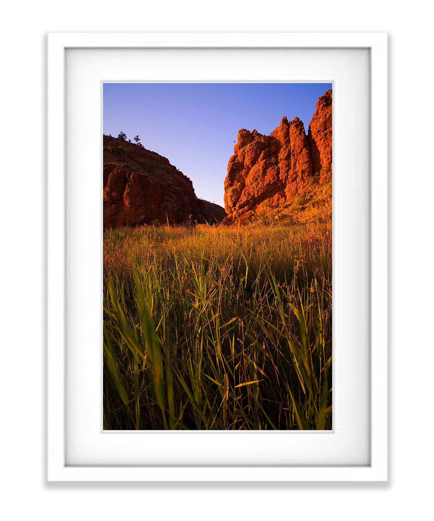 Glen Helen Gorge reed bed, West MacDonnell Ranges - Northern Territory