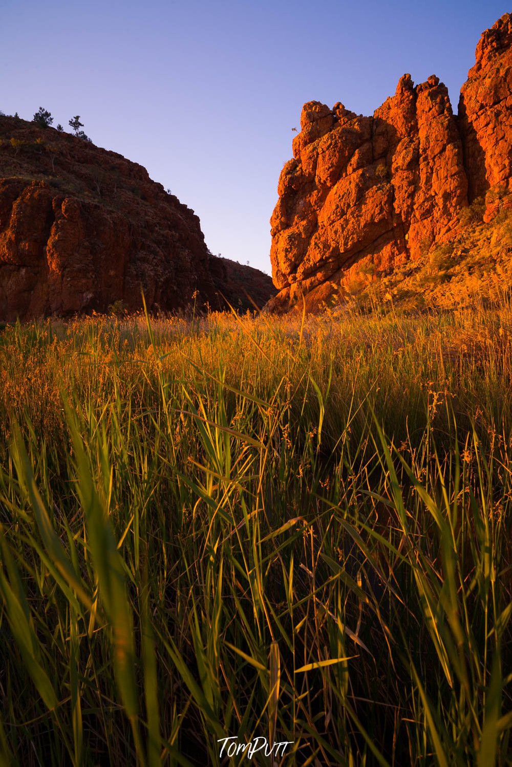 Long grass and crops with a high mountain wall in the background, Glen Helen Gorge reed bed, West MacDonnell Ranges - Northern Territory