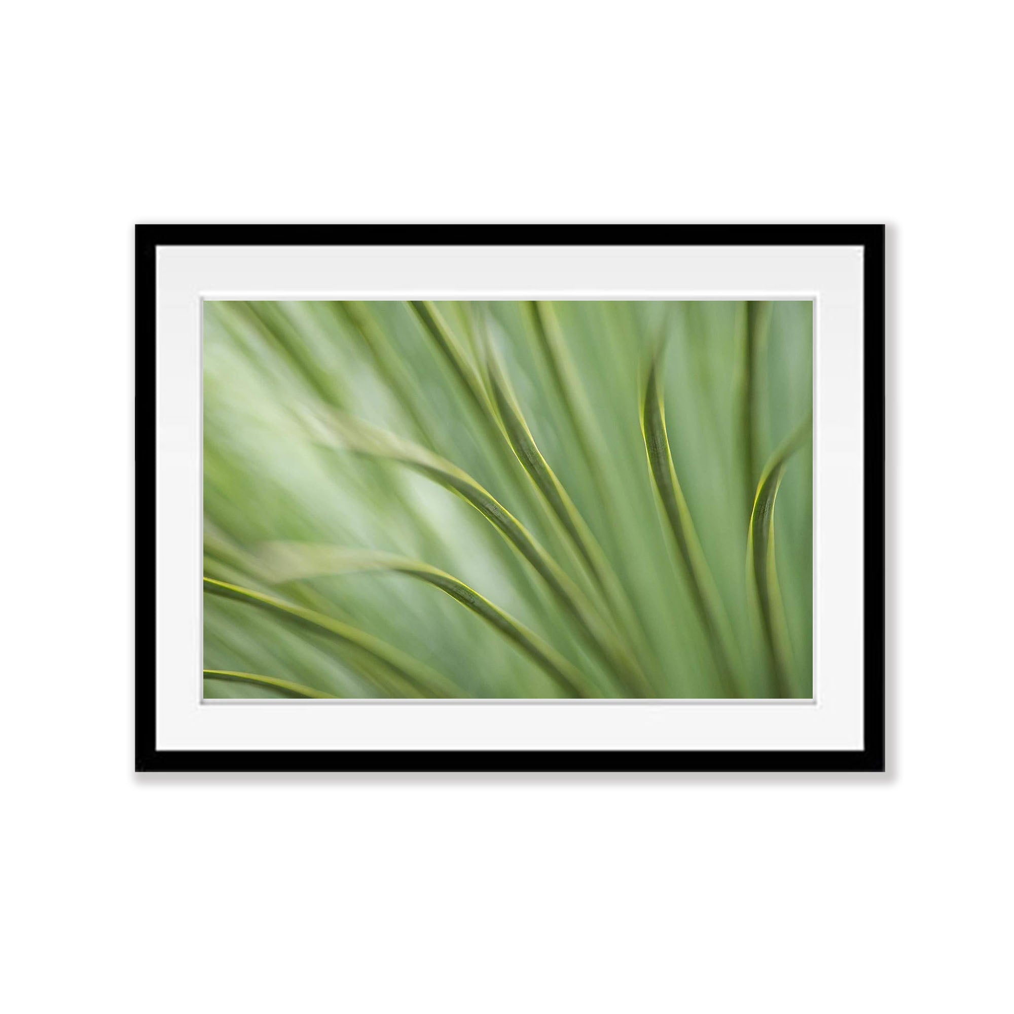 Grass Tree, Kangaroo Island, South Australia