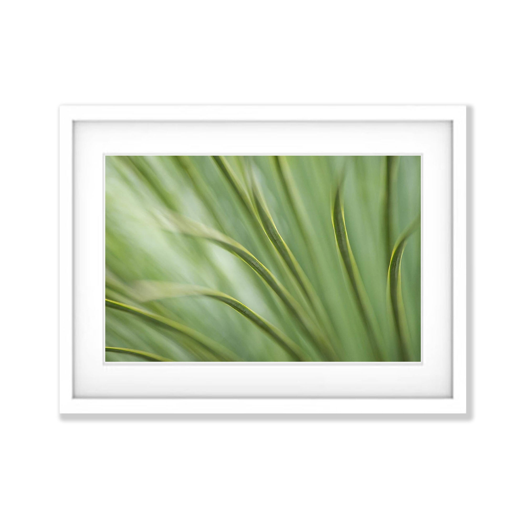 Grass Tree, Kangaroo Island, South Australia