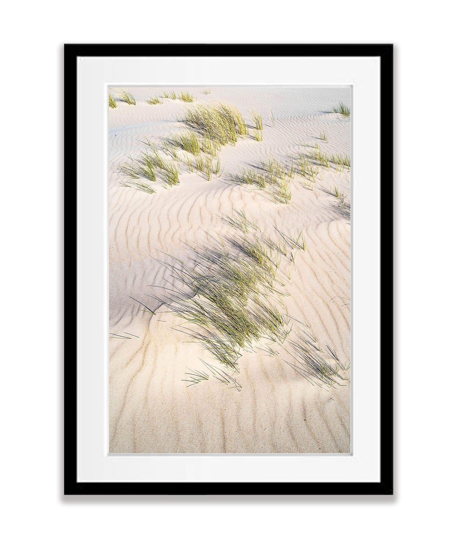 Grass growing in the shifting sands of Bay of Fires