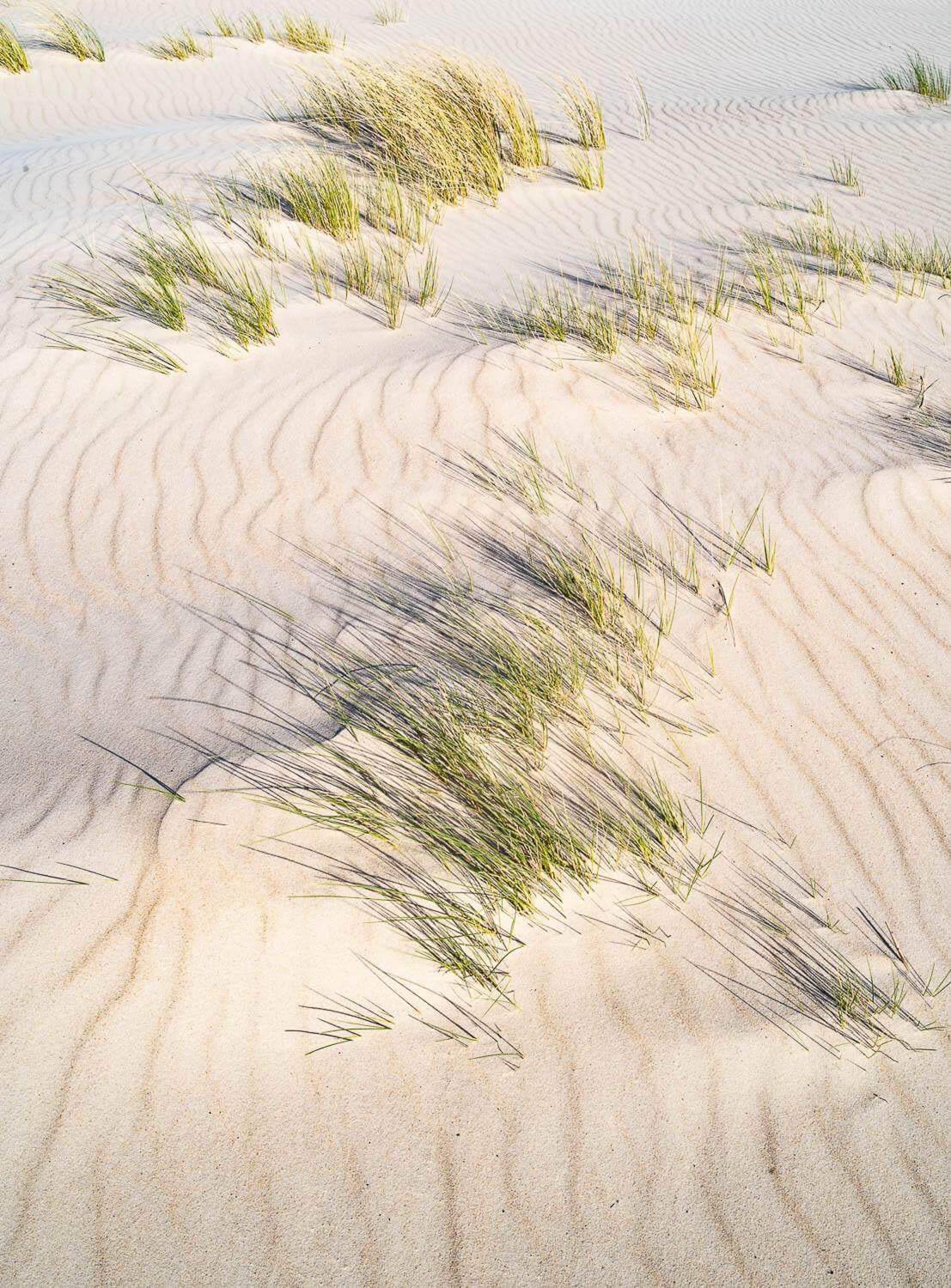 Bushes on a white desert, Grass growing in the shifting sands of Bay of Fires