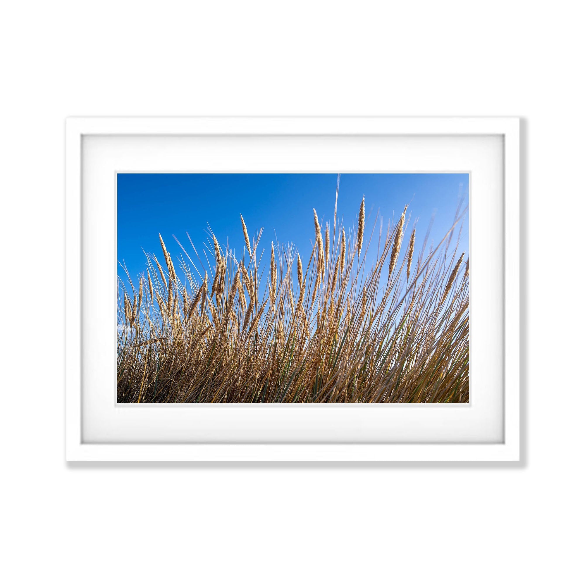 Grasses, Bay of Fires