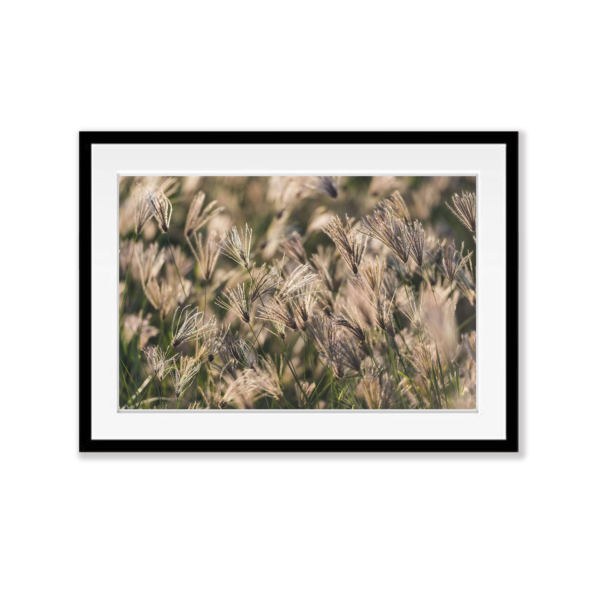 Grasses - Kakadu National Park