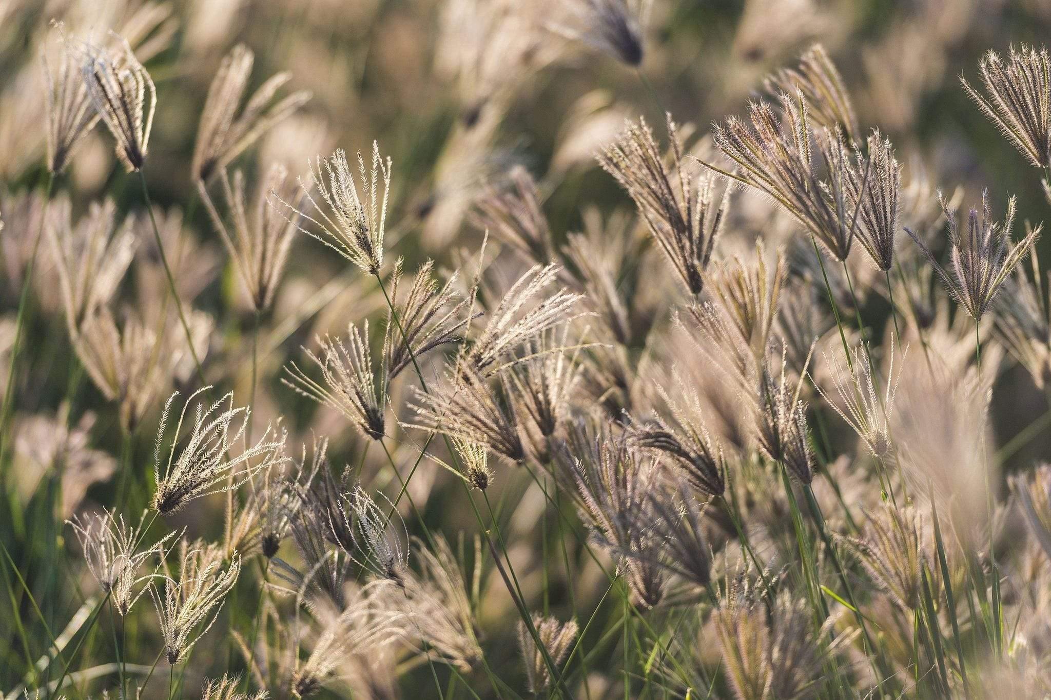 A close-up view of a group of brown grasses, Grasses - Kakadu National Park