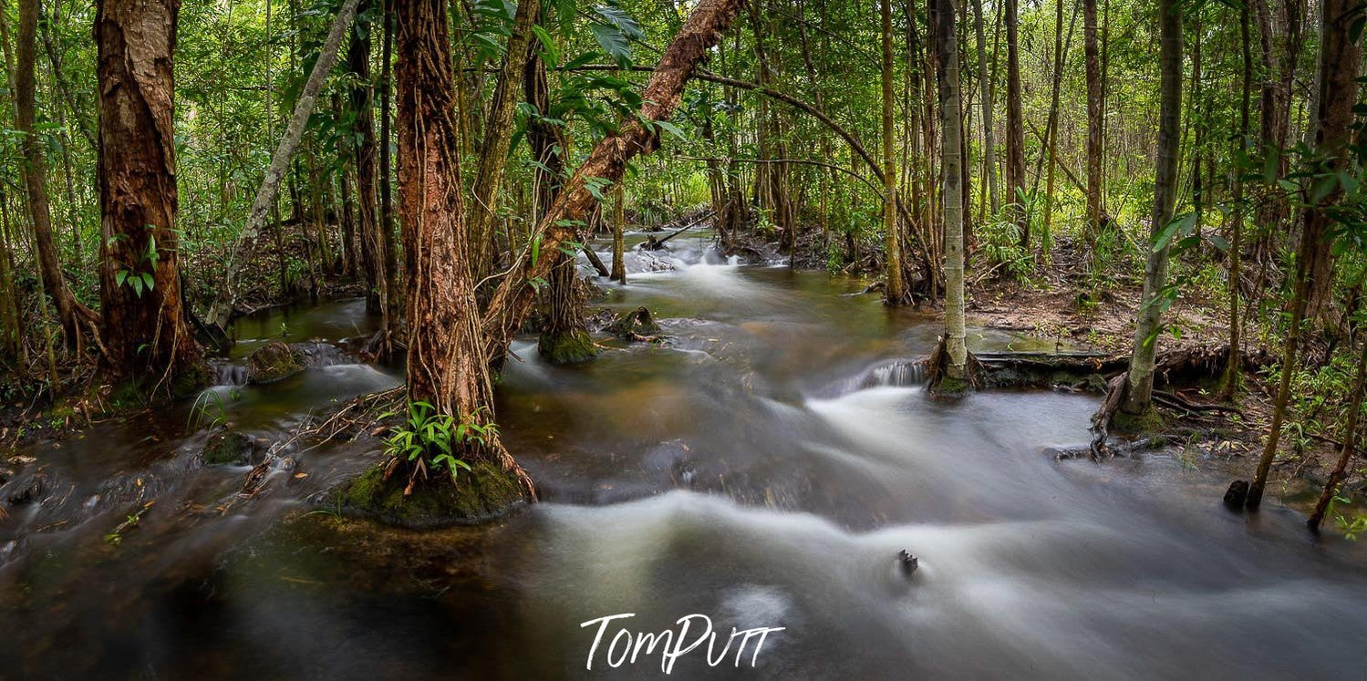 Dense water flowing in the array between the thick trees in a forest, Arnhem Land 26