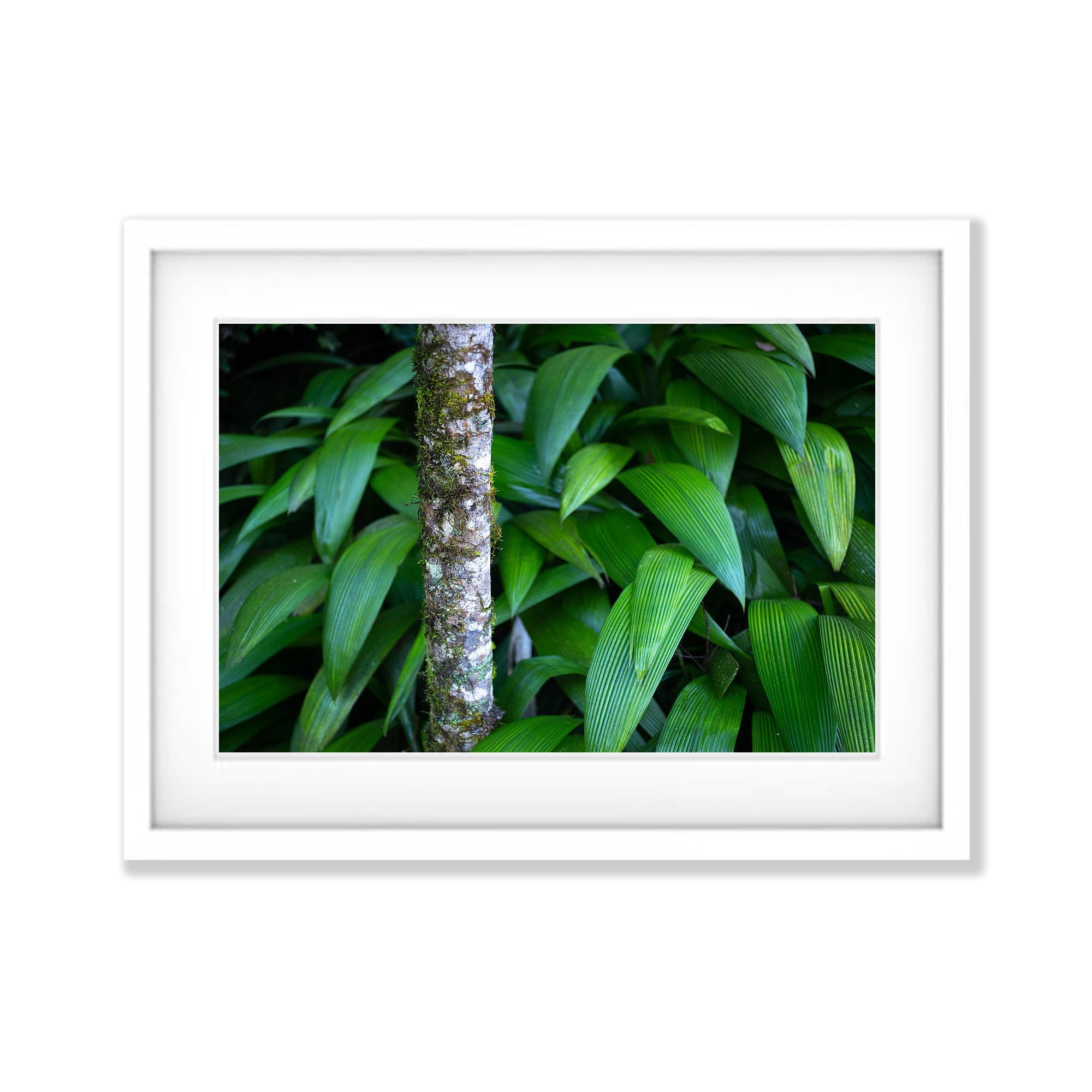 Greenery, Far North Queensland