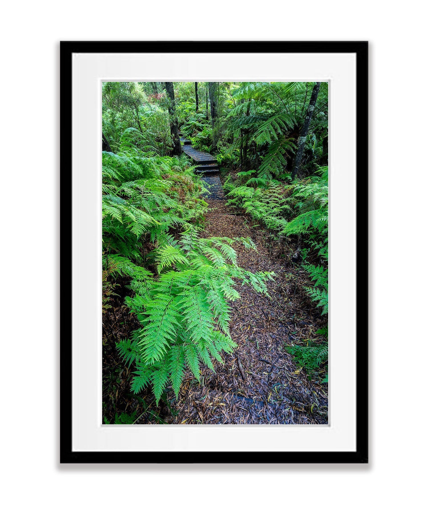 Green's Bush Fernery - Mornington Peninsula, VIC