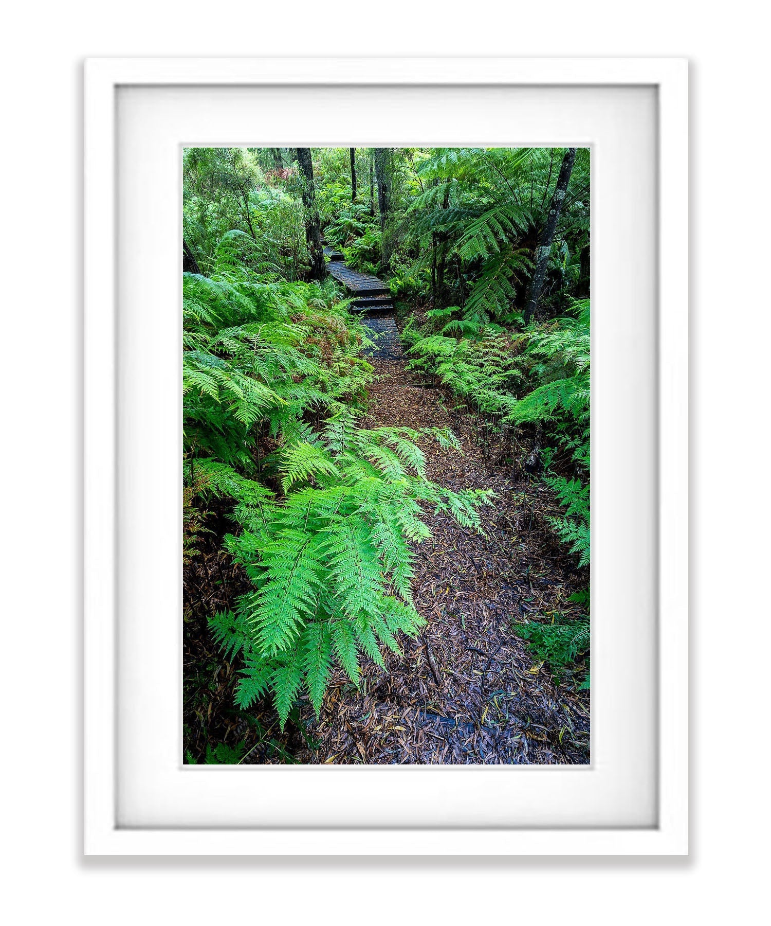 Green's Bush Fernery - Mornington Peninsula, VIC