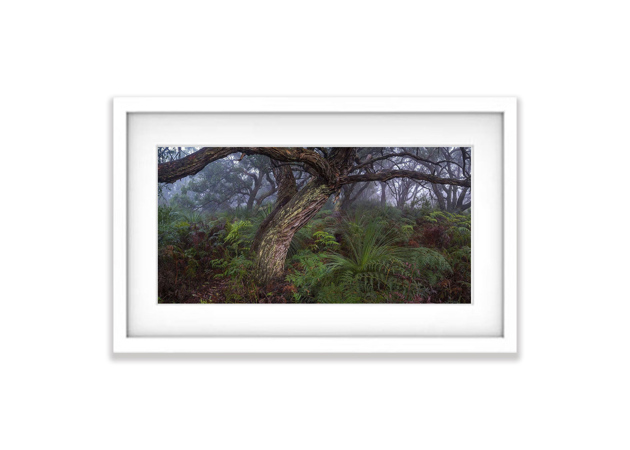 Green's Bush, Mornington Peninsula, VIC