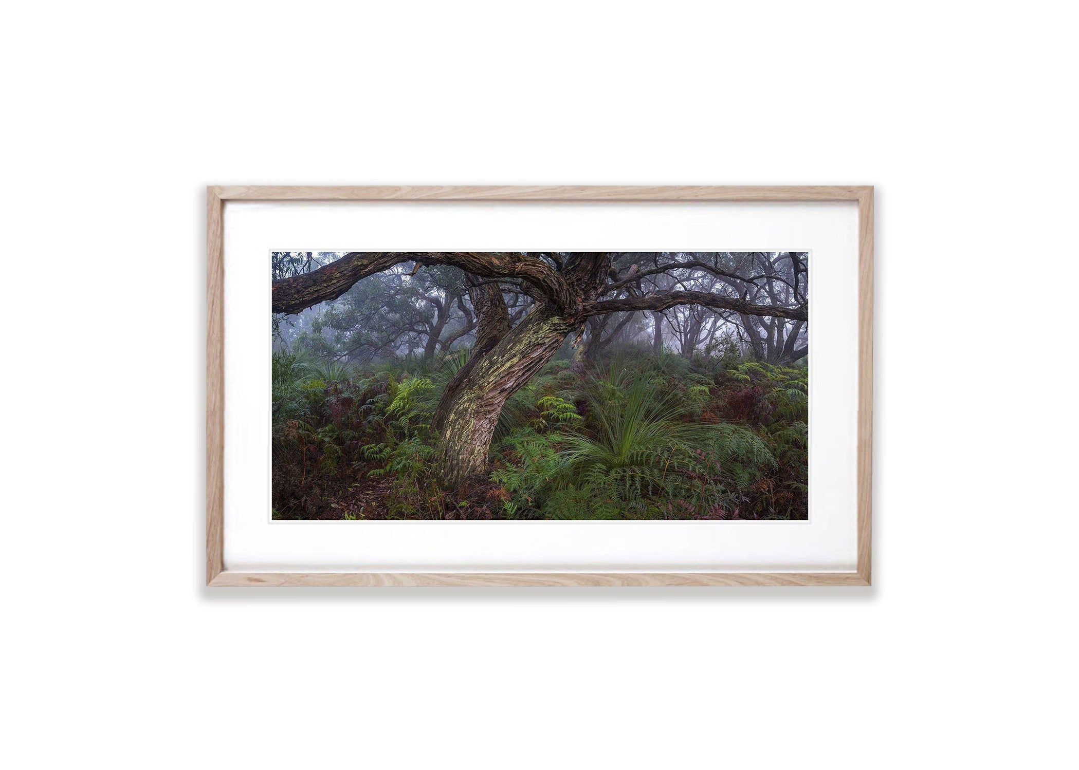 Green's Bush, Mornington Peninsula, VIC