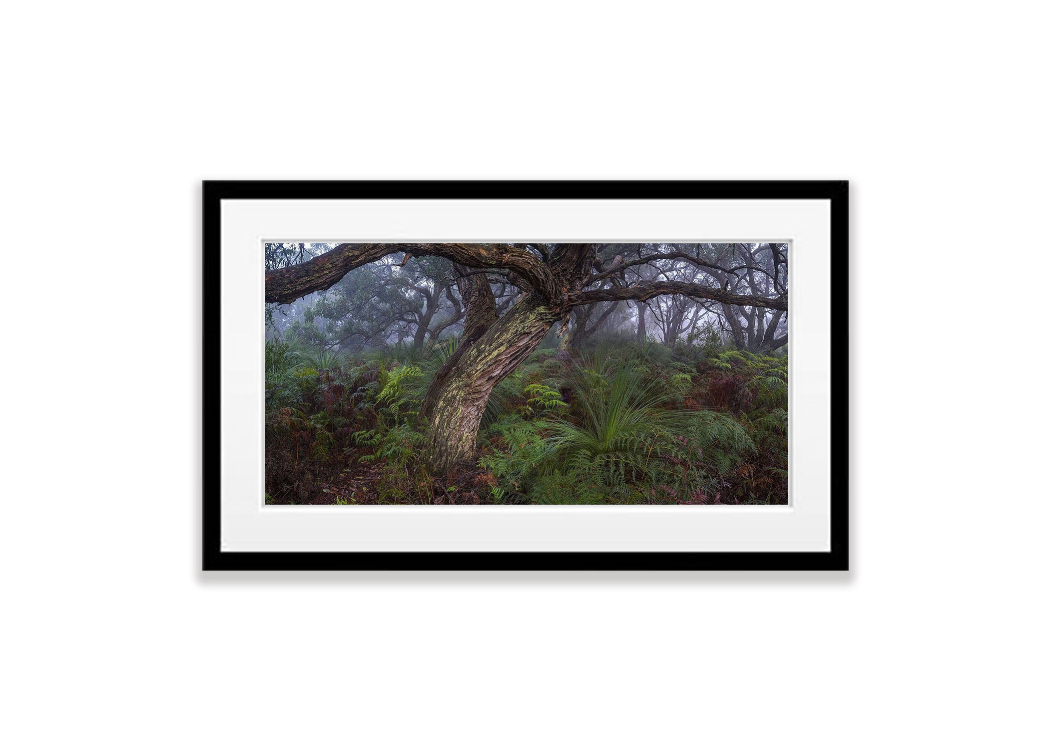 Green's Bush, Mornington Peninsula, VIC