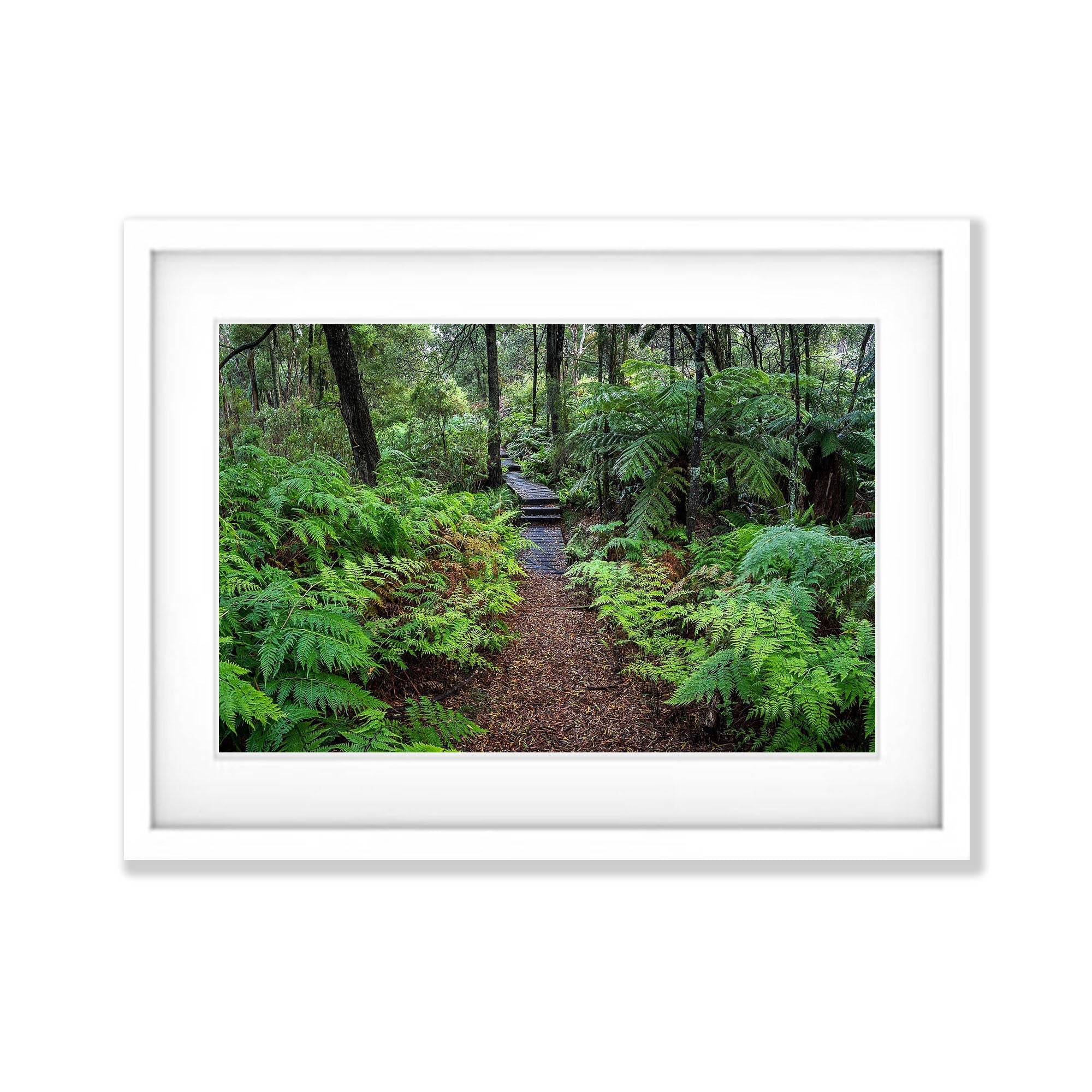 Green's Bush Pathway No.2 - Mornington Peninsula, VIC