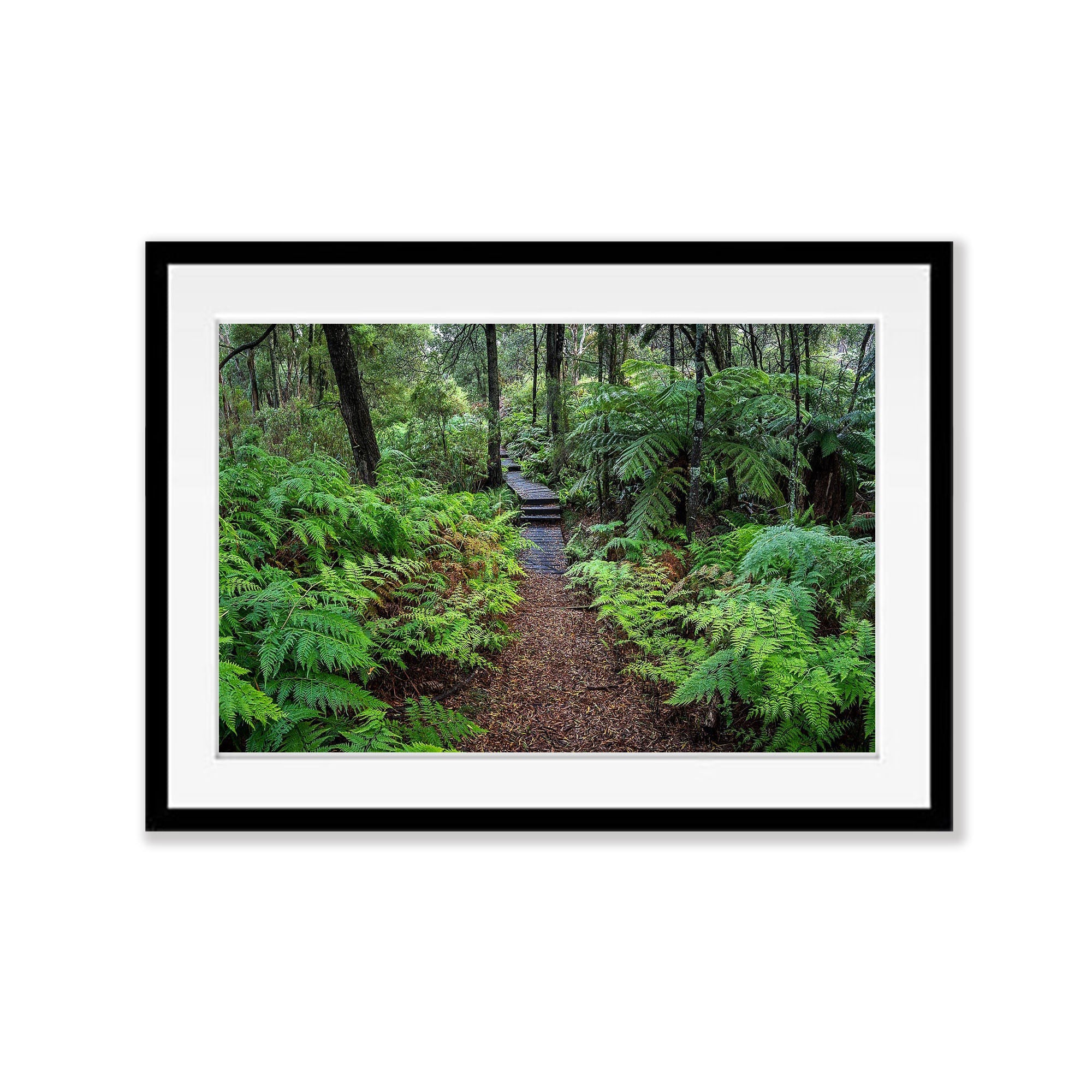 Green's Bush Pathway No.2 - Mornington Peninsula, VIC