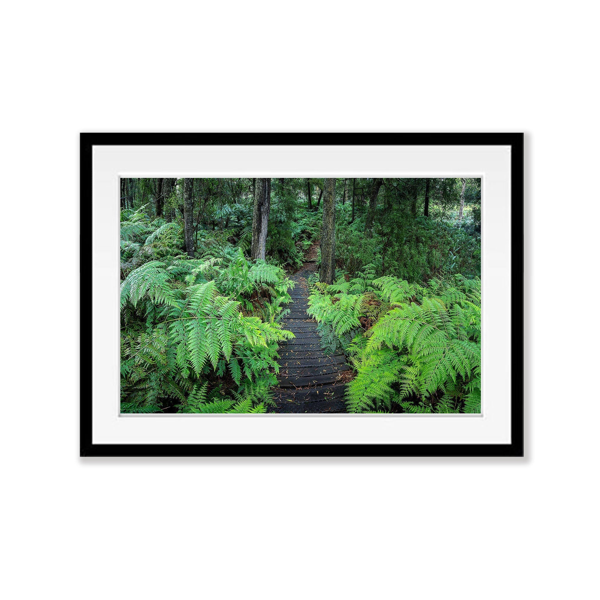 Green's Bush Pathway - Mornington Peninsula, VIC