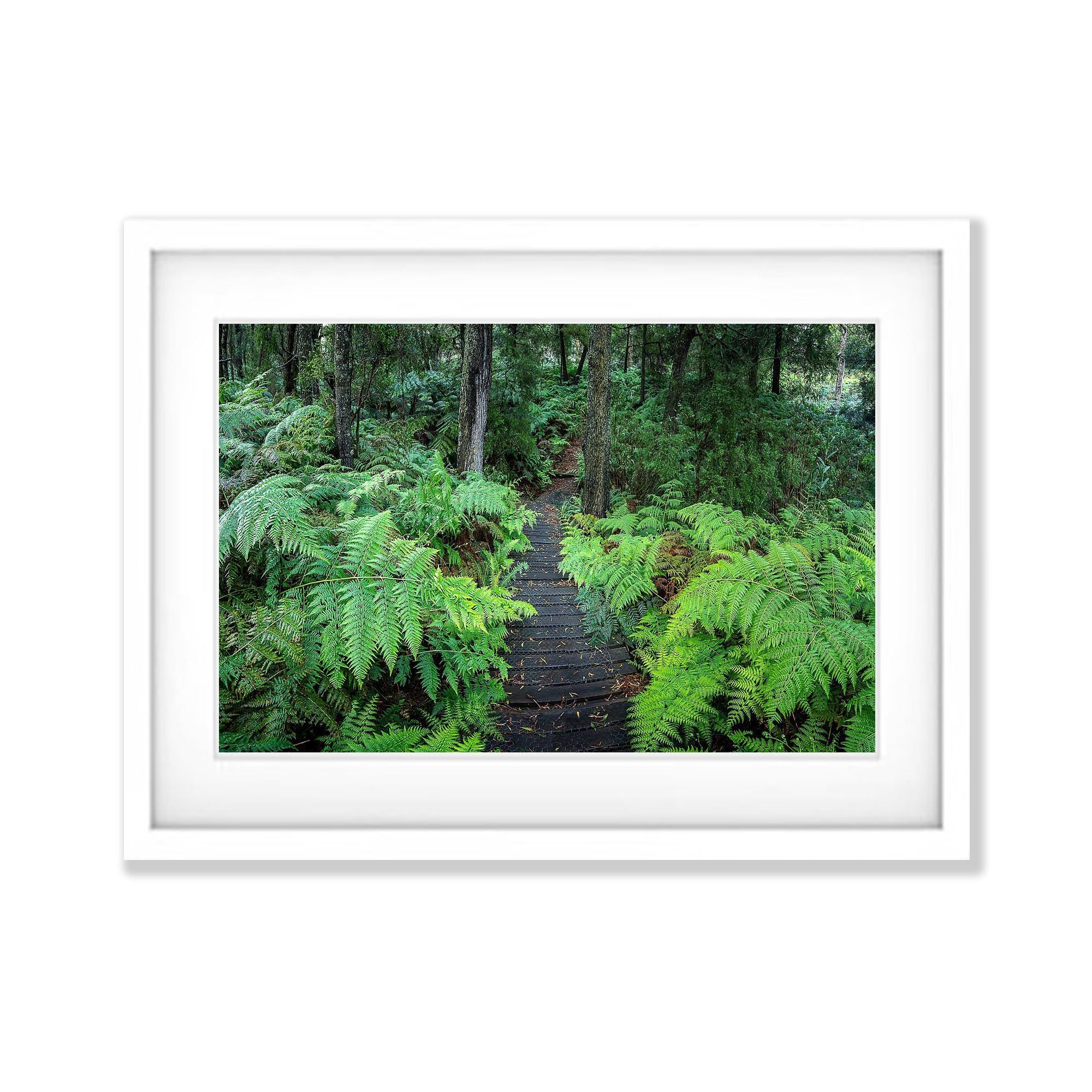 Green's Bush Pathway - Mornington Peninsula, VIC