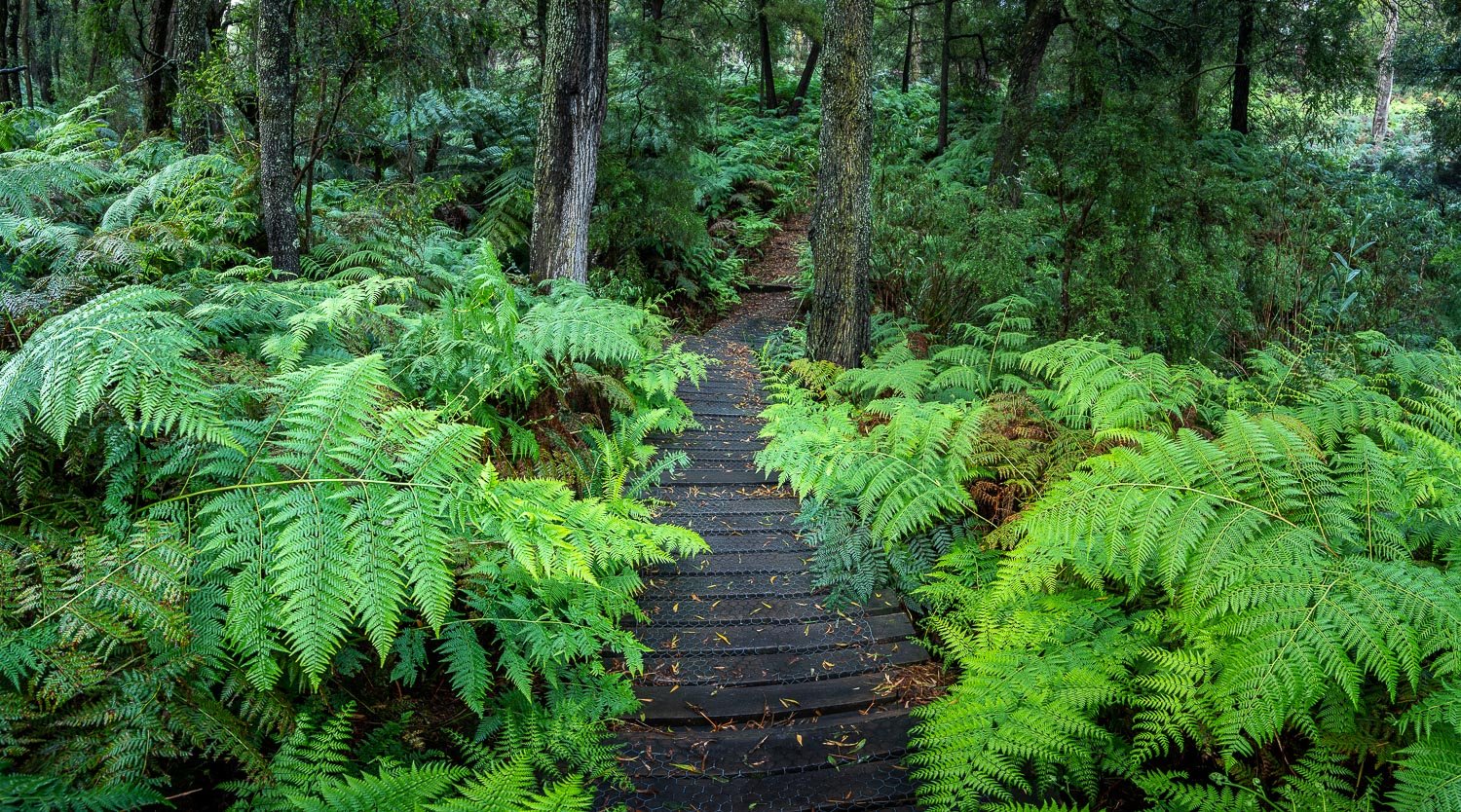 A pathway in the forest, trees, bushes, and plants on the corners, Green's Bush Pathway - Mornington Peninsula, VIC