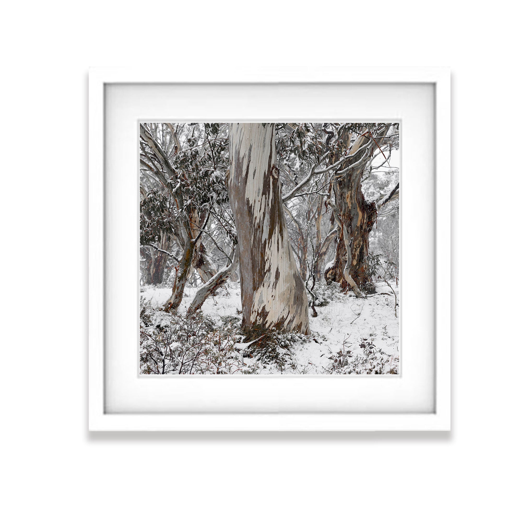 Gum Trees, Dinner Plain