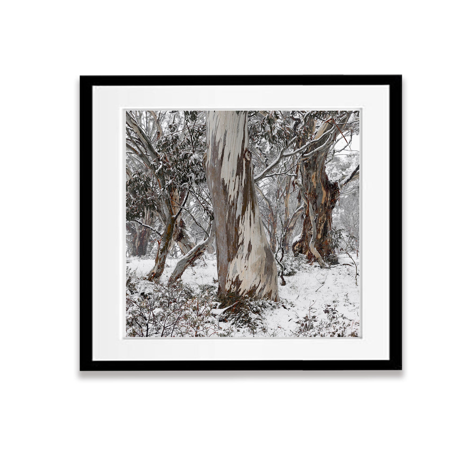 Gum Trees, Dinner Plain