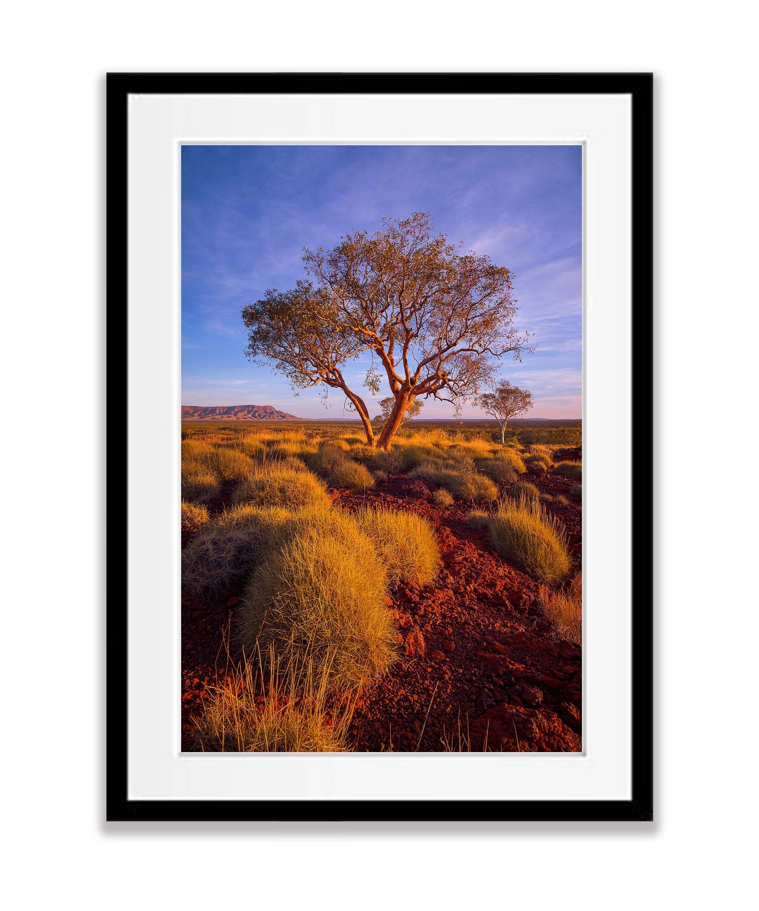 Hammersley Gorge Snappy Gum, The Pilbara