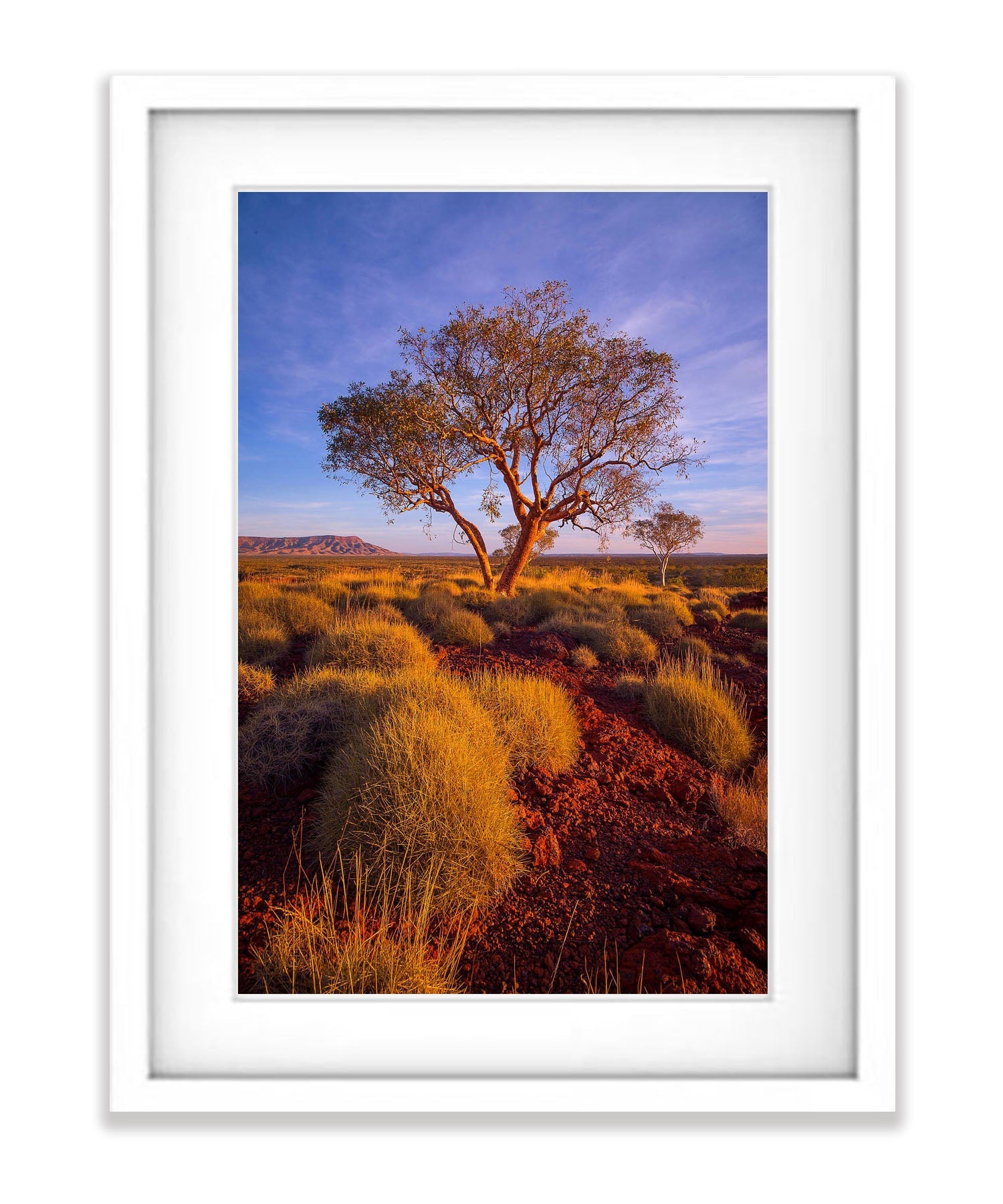 Hammersley Gorge Snappy Gum, The Pilbara