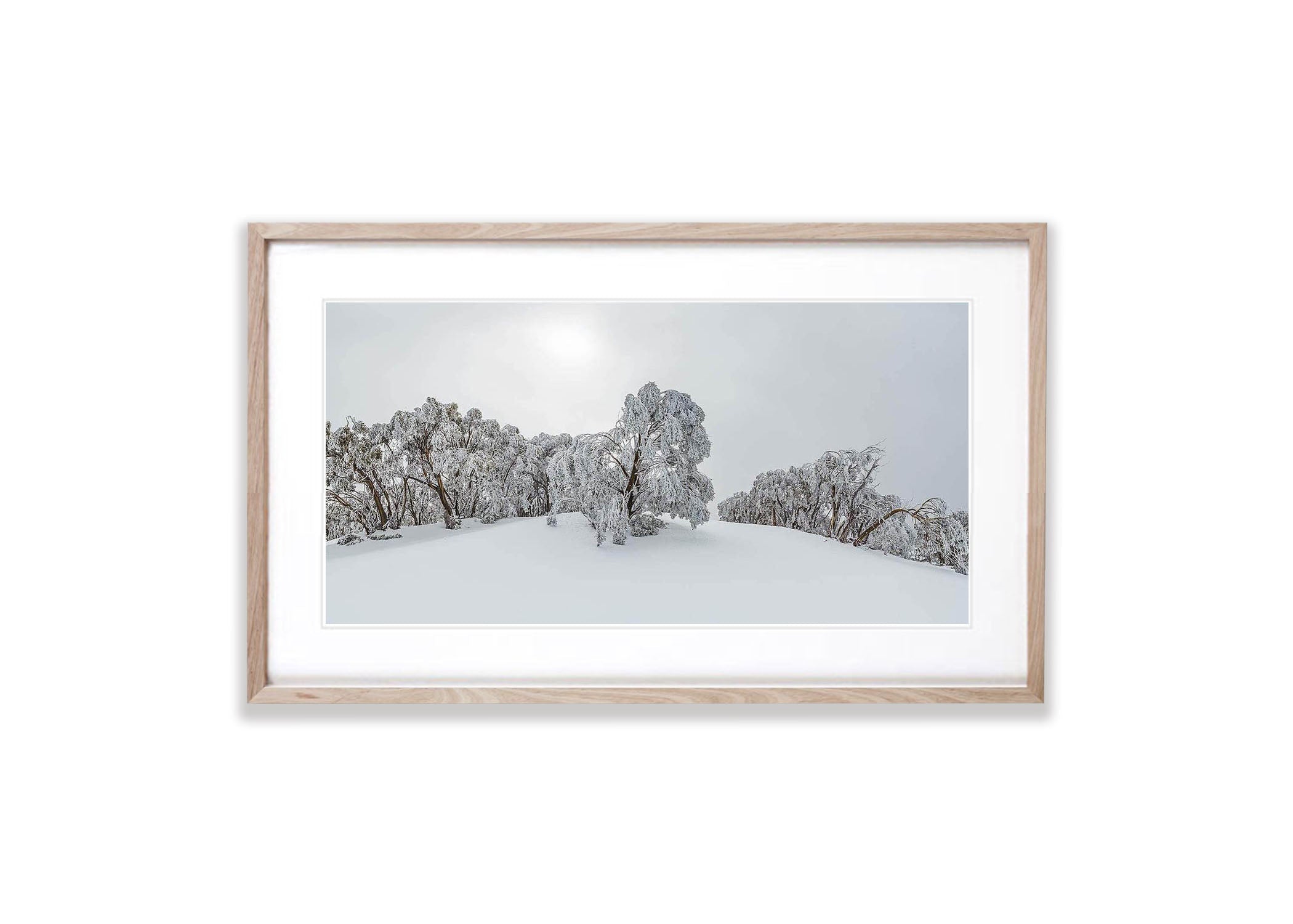 Ice Tree, Mount Baw Baw - Victorian High Country
