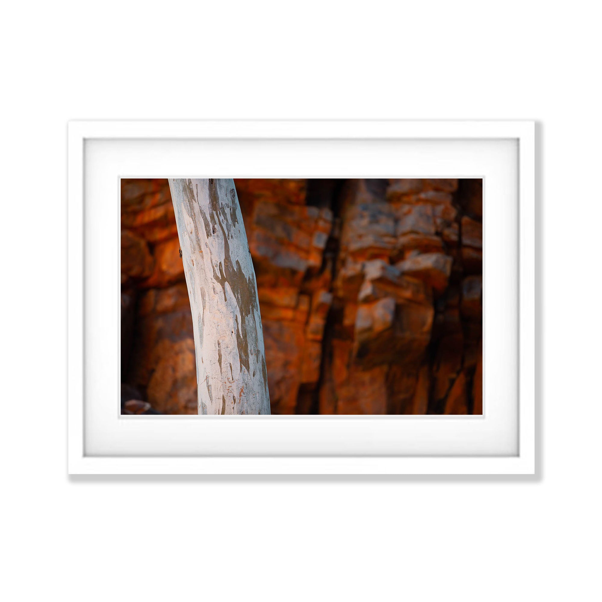 Inland Gumtree Trunk, West MacDonnell Ranges - Northern Territory