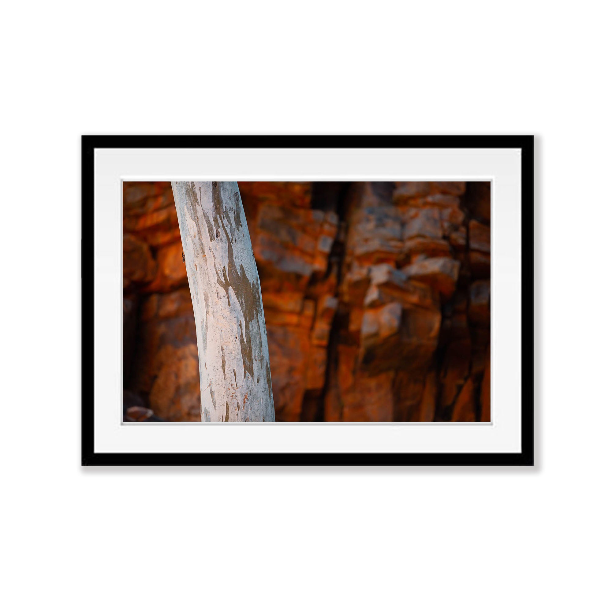 Inland Gumtree Trunk, West MacDonnell Ranges - Northern Territory