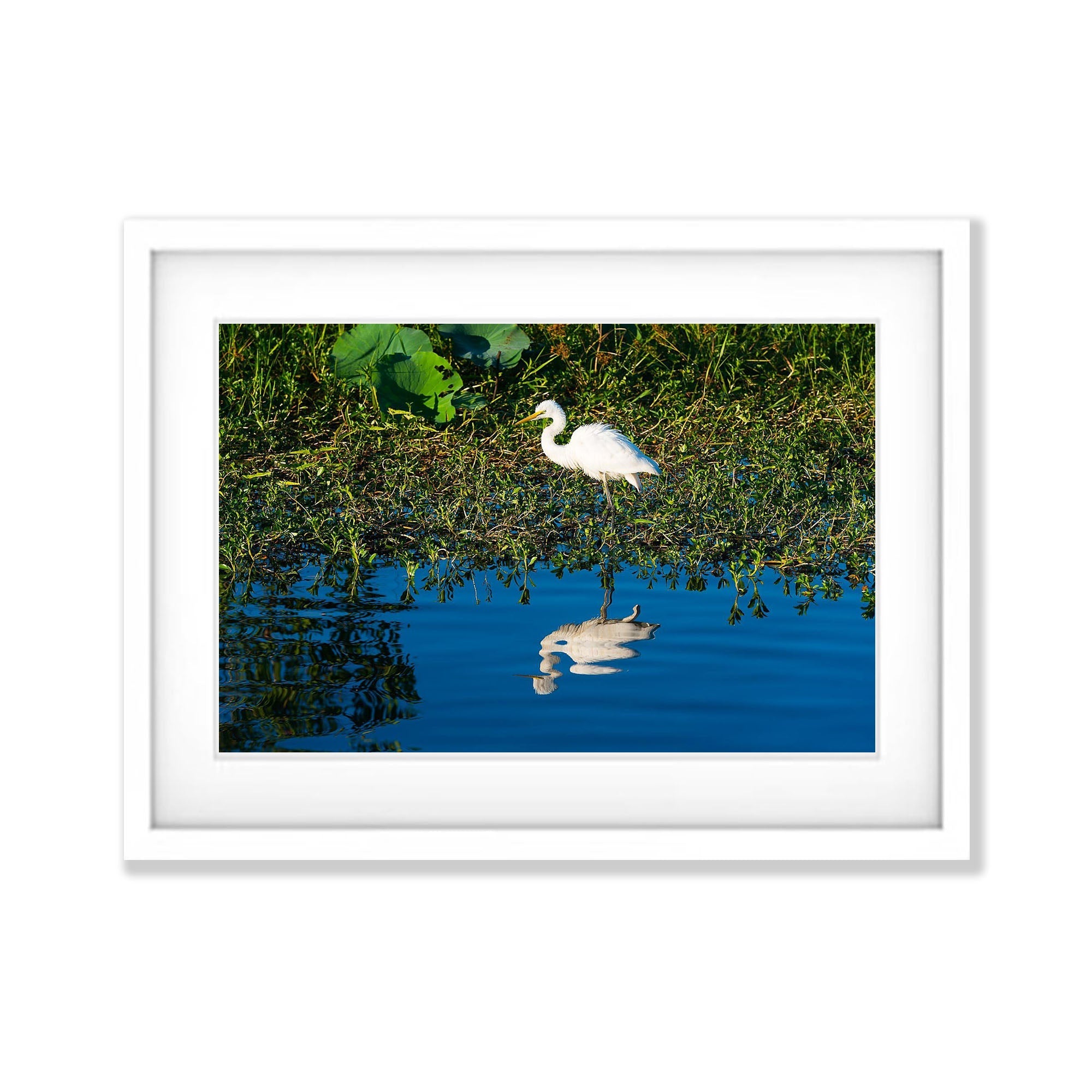 Intermediate Egret, Kakadu NP