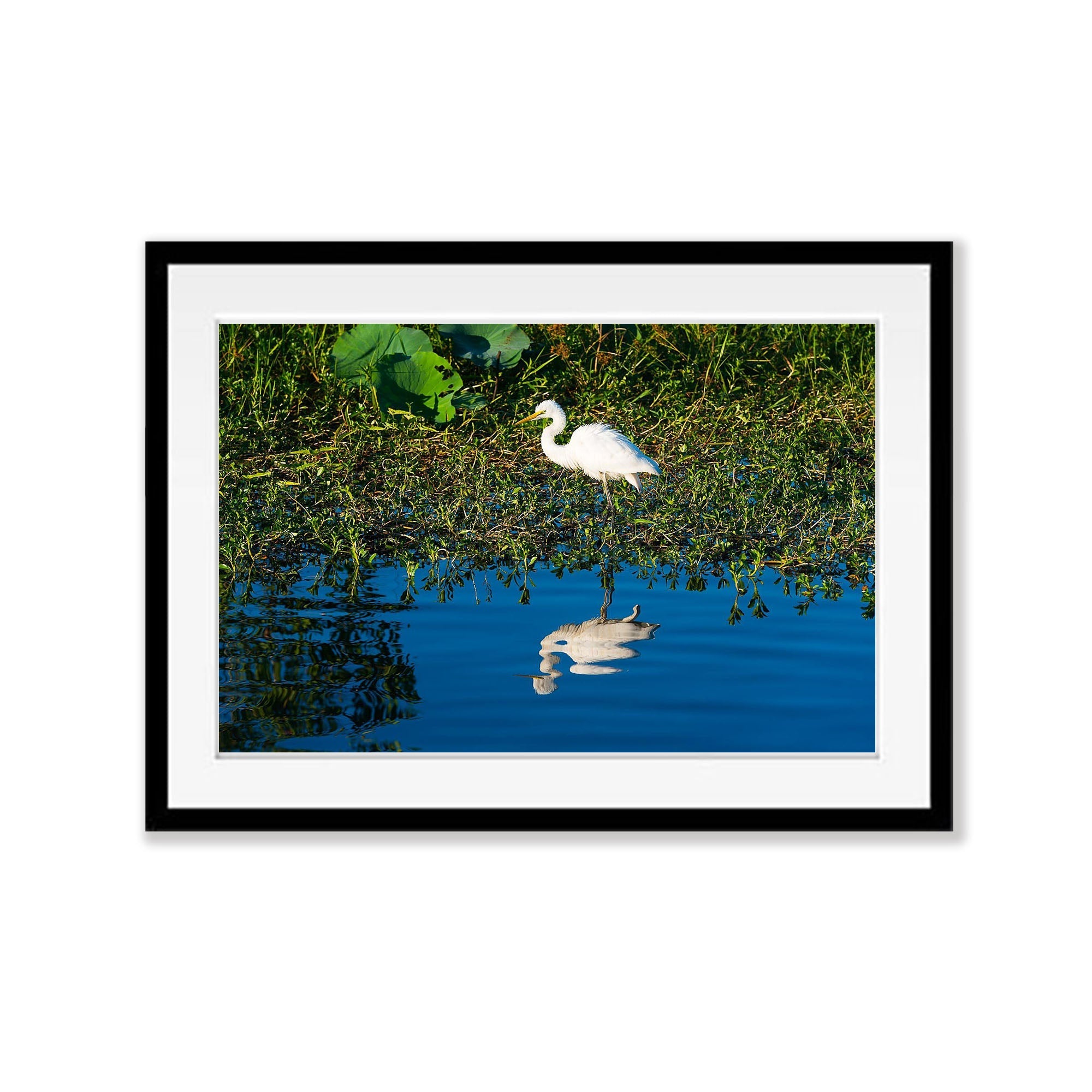 Intermediate Egret, Kakadu NP