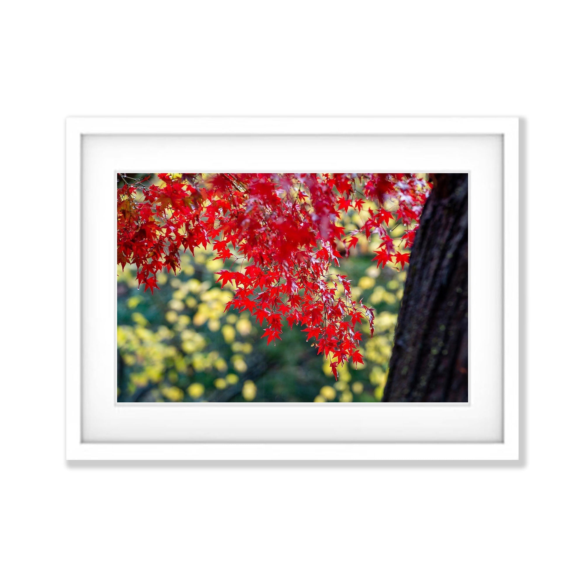 Japanese Maple - Bright VIC