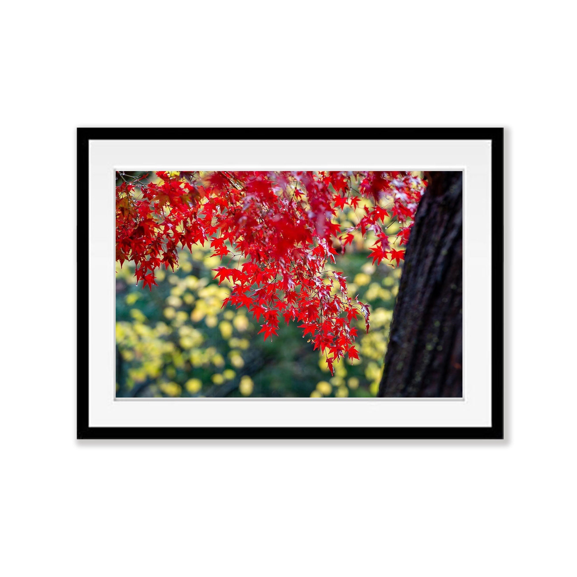 Japanese Maple - Bright VIC