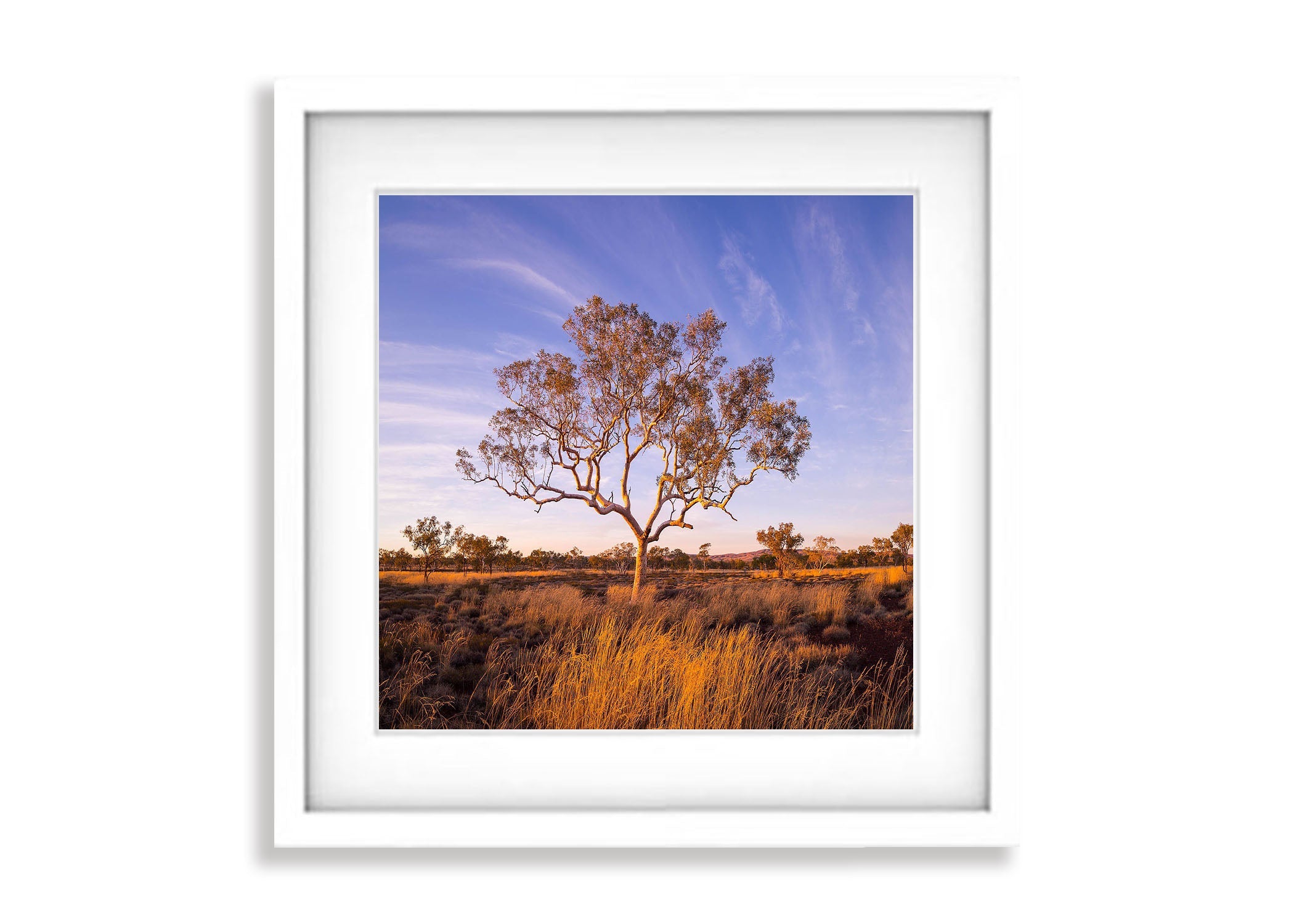 Karijini Snappy Gum, The Pilbara