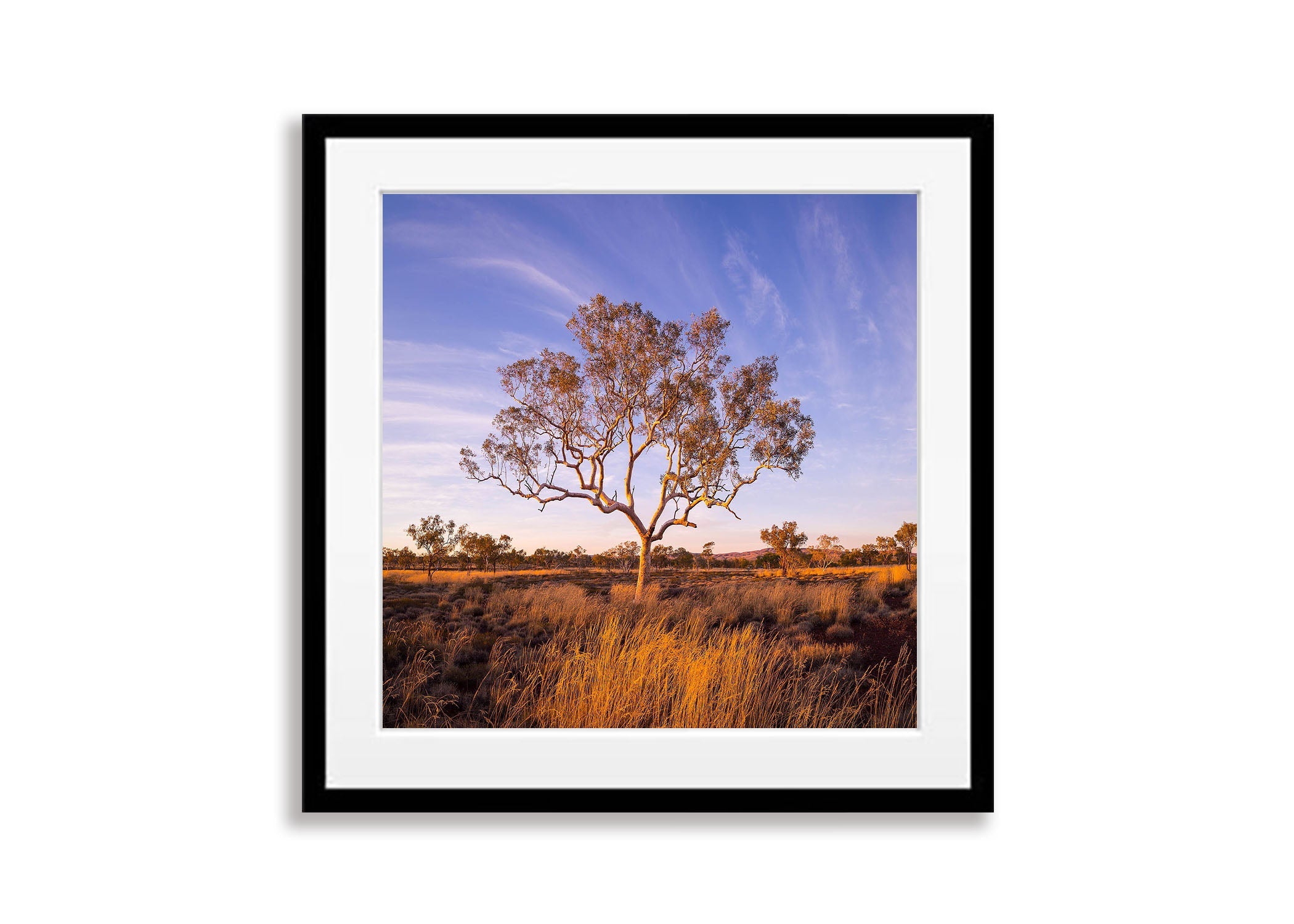 Karijini Snappy Gum, The Pilbara