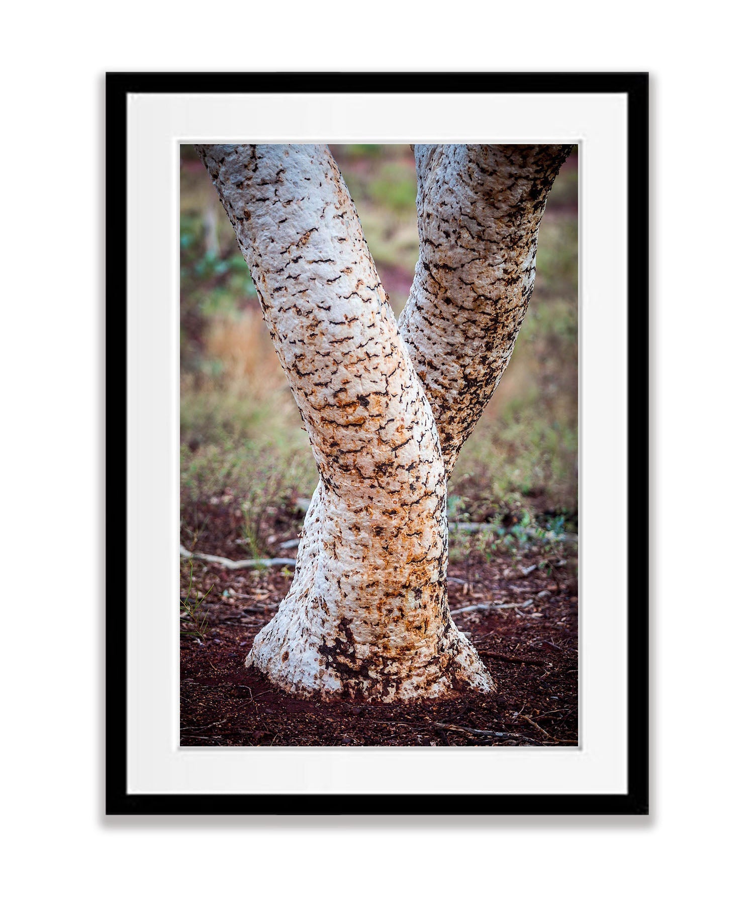 Karijini Tree Trunks, The Pilbara