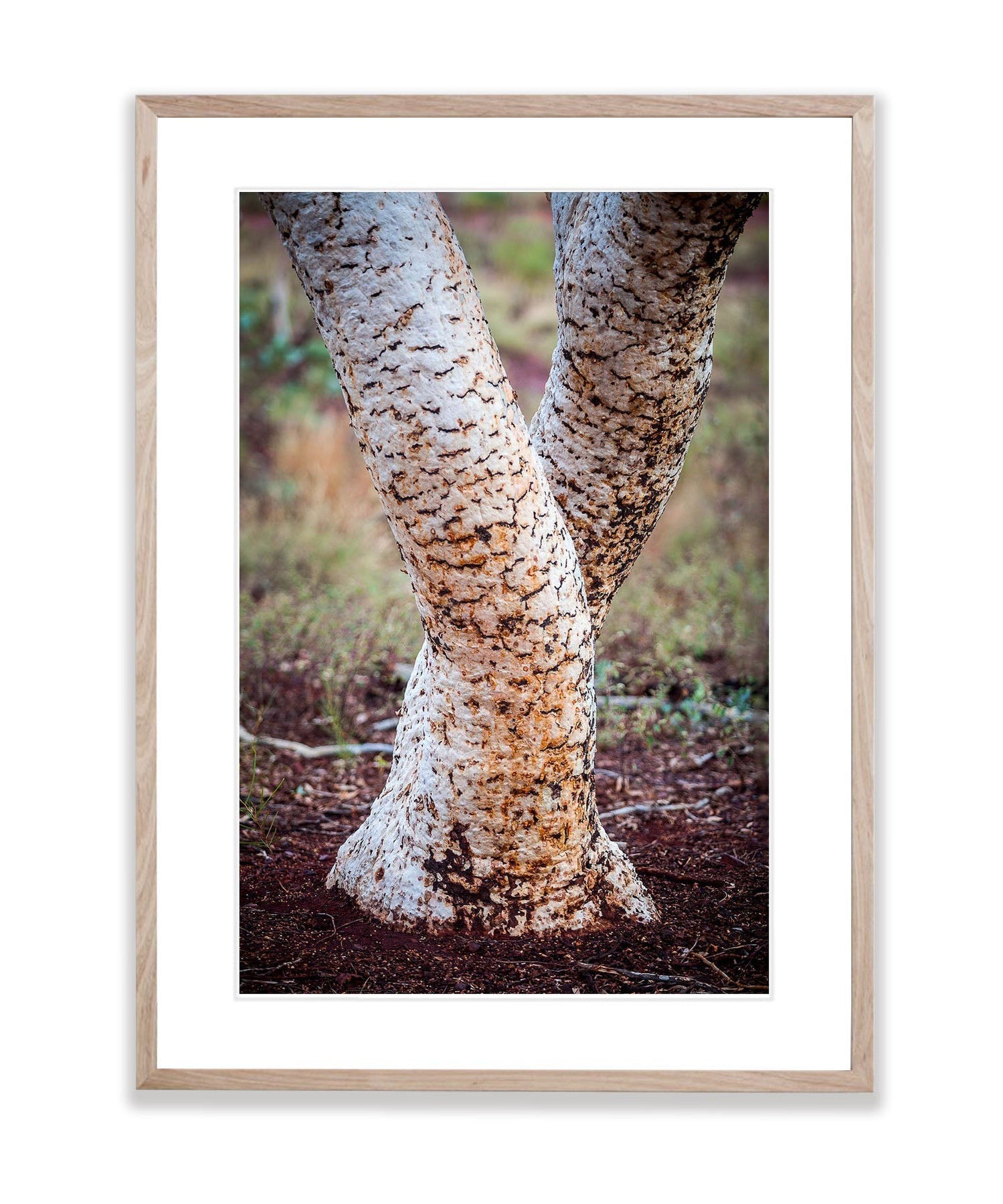 Karijini Tree Trunks, The Pilbara