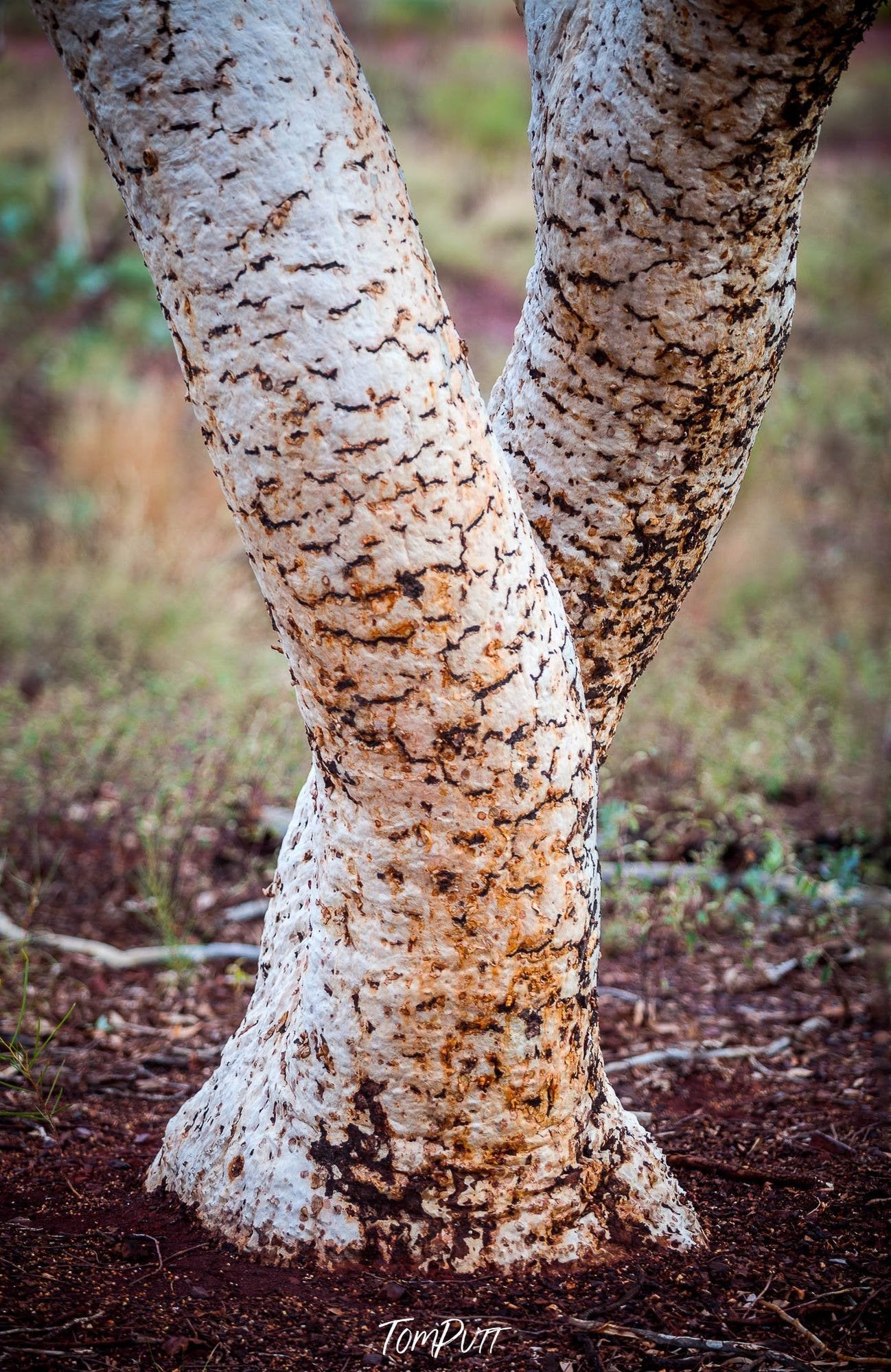 Karijini Tree Trunks, The Pilbara