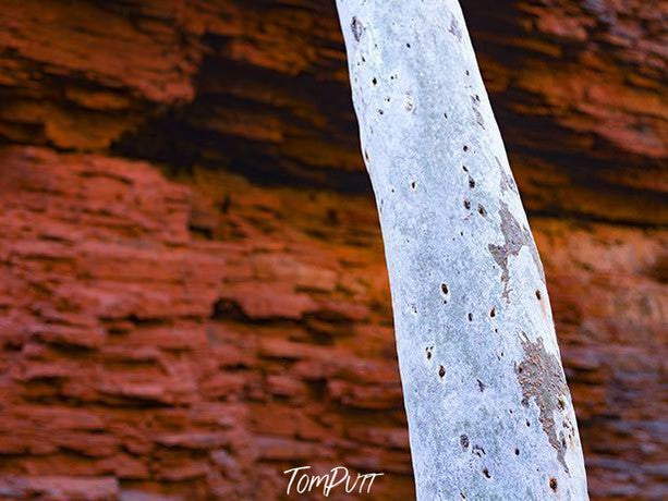 A tree stem having reddish mountain wall in the background, Karijini Trunk - Karijini, The Pilbara