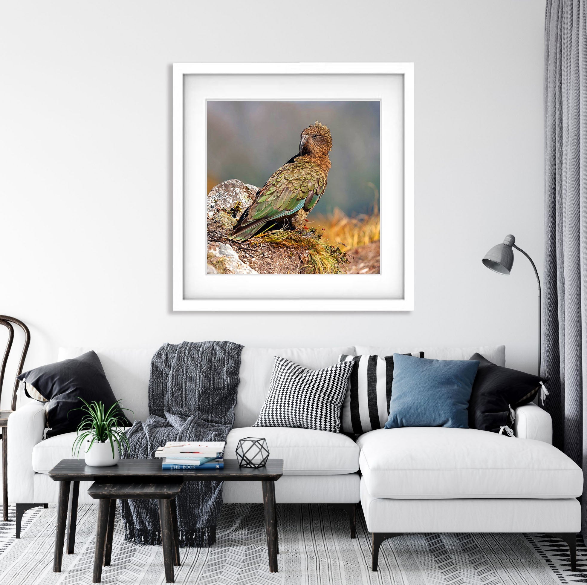 Kea, Milford Track - New Zealand