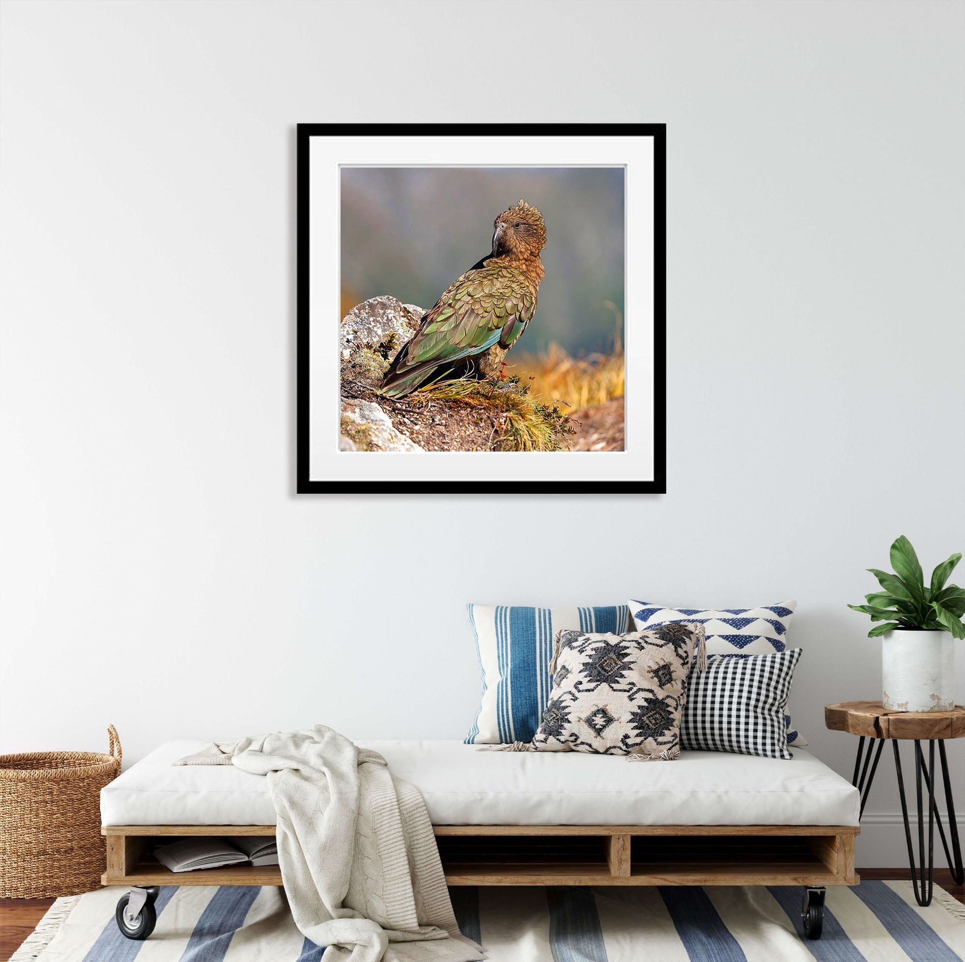 Kea, Milford Track - New Zealand