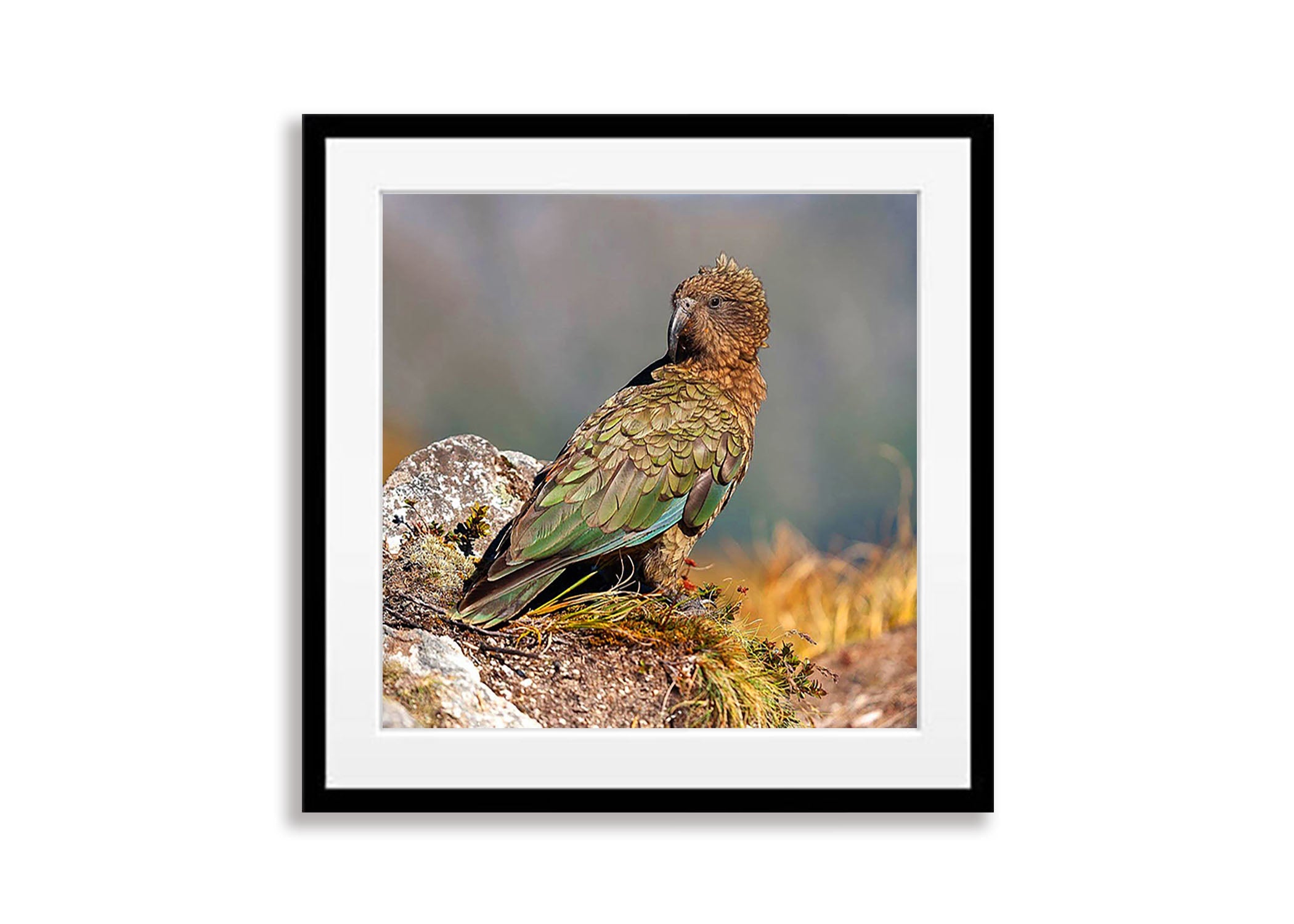 Kea, Milford Track - New Zealand