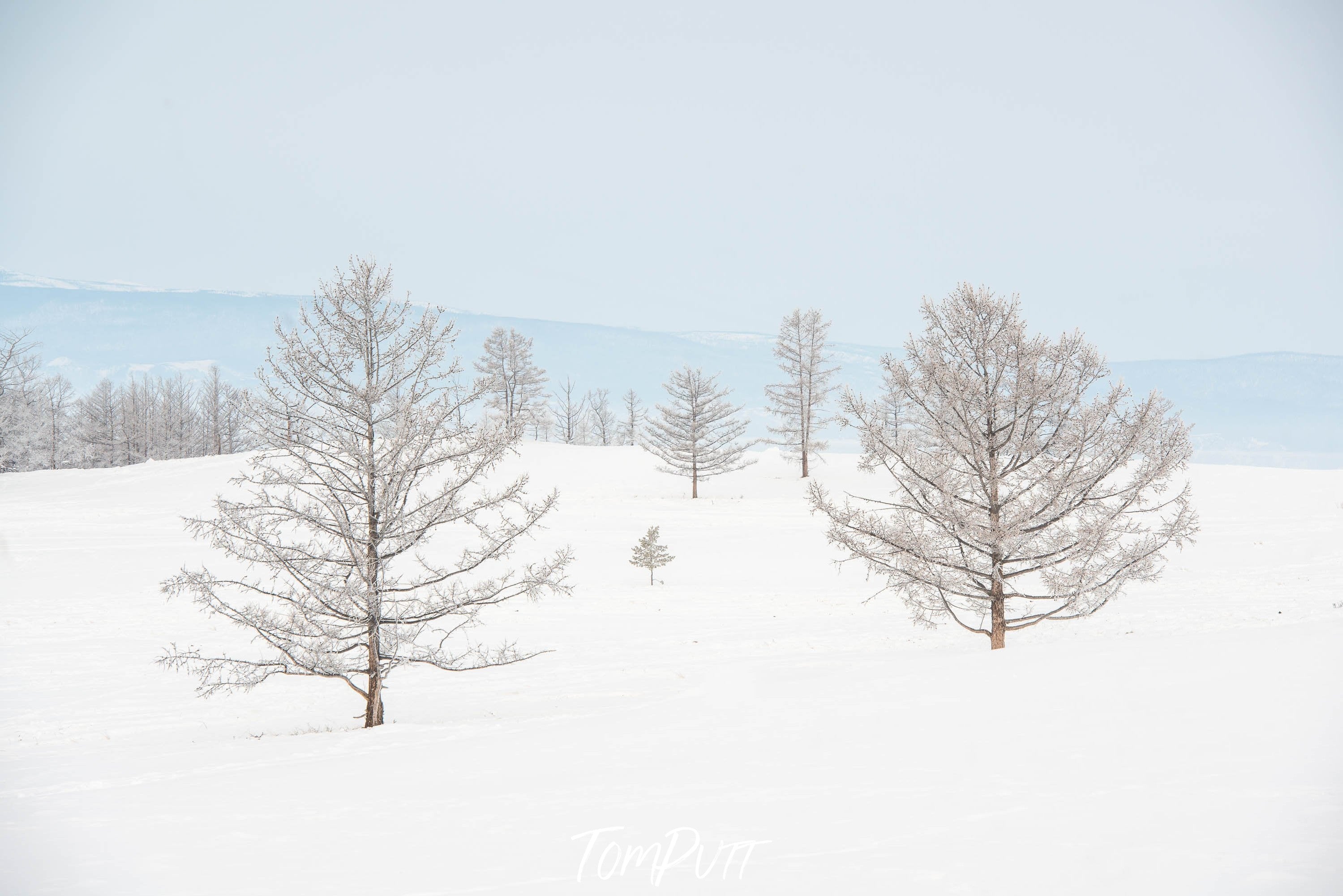 A series of small jungle trees on a snow-covered area, Lake Baikal #21, Siberia, Russia