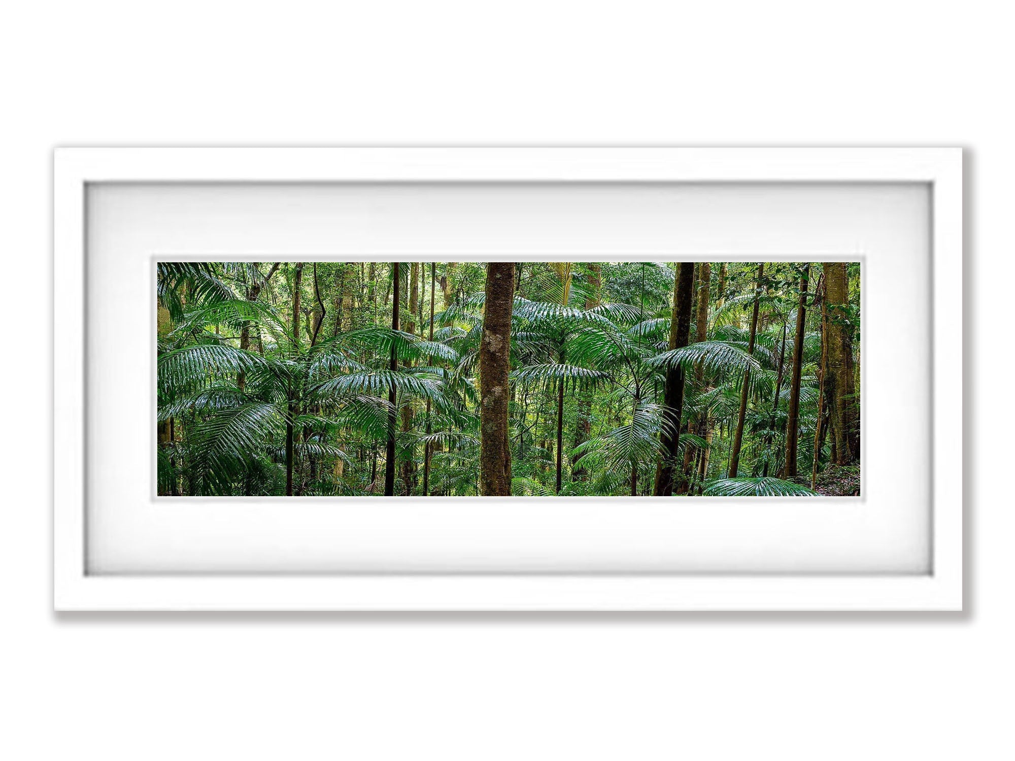 Lamington Forest - QLD
