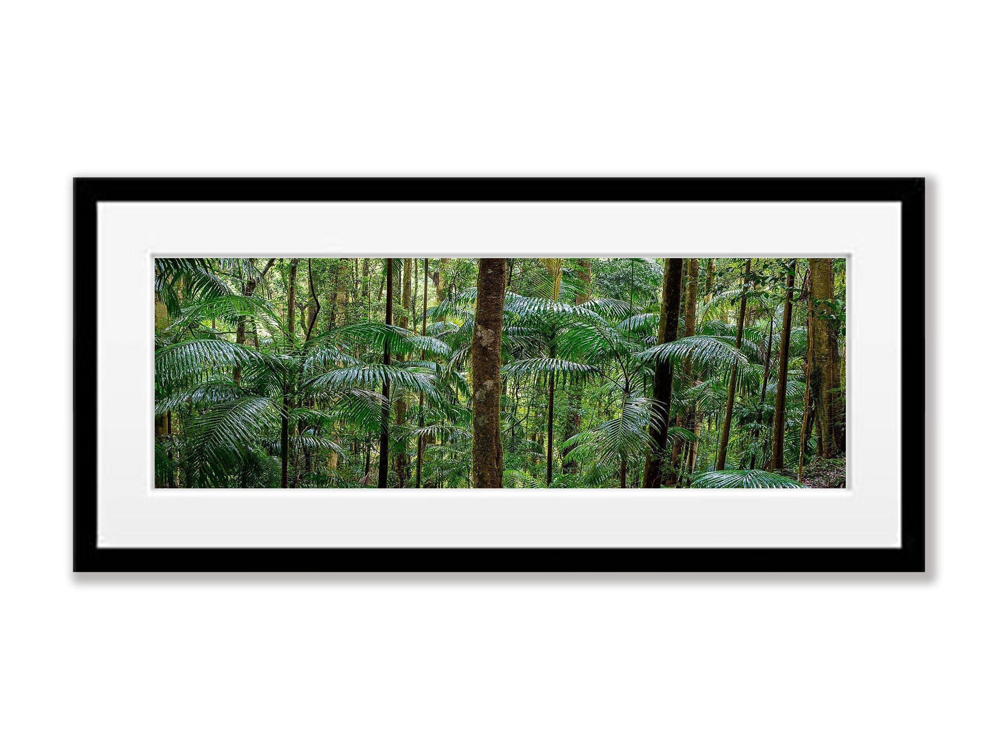 Lamington Forest - QLD