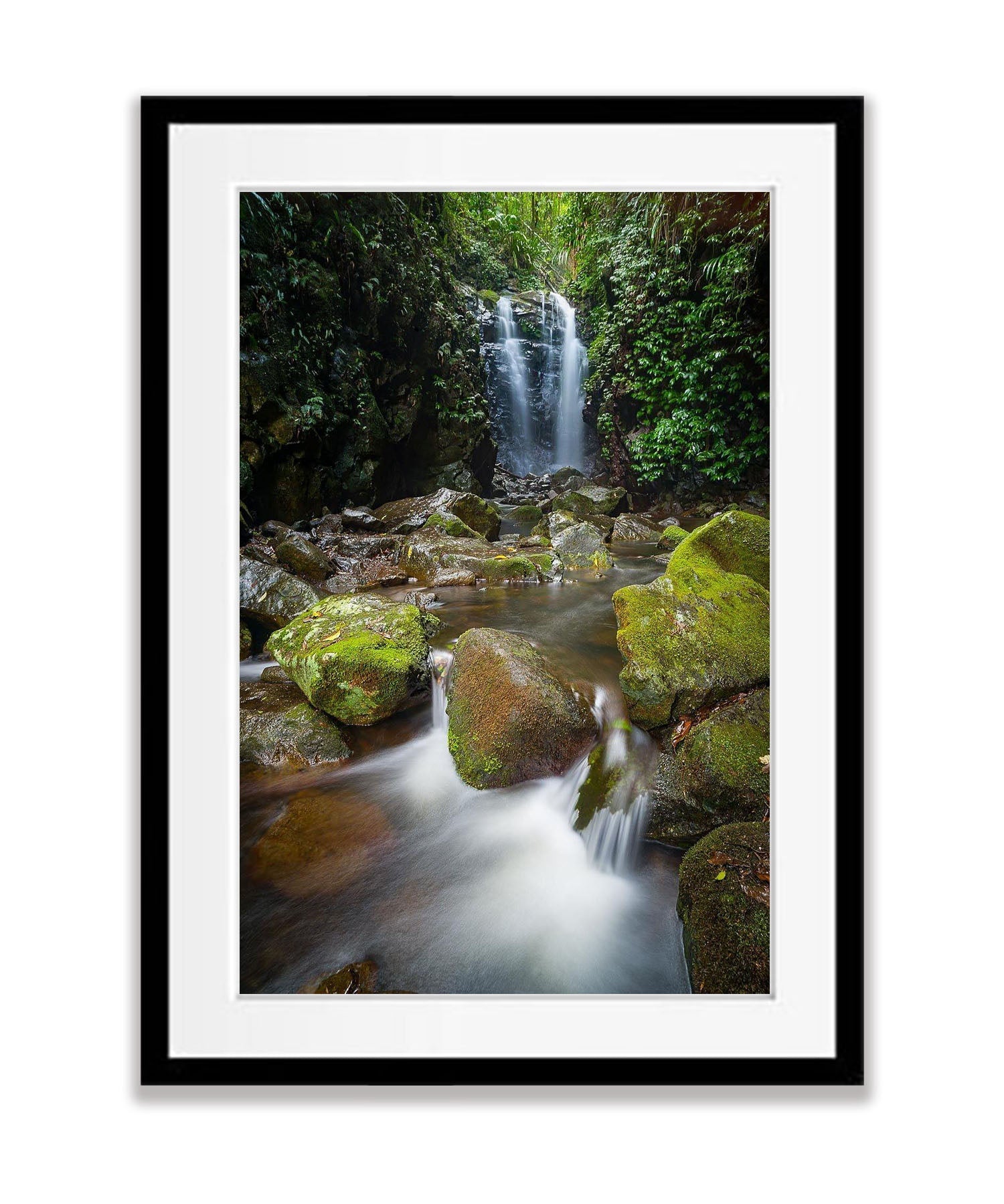 Lamington Magic - QLD