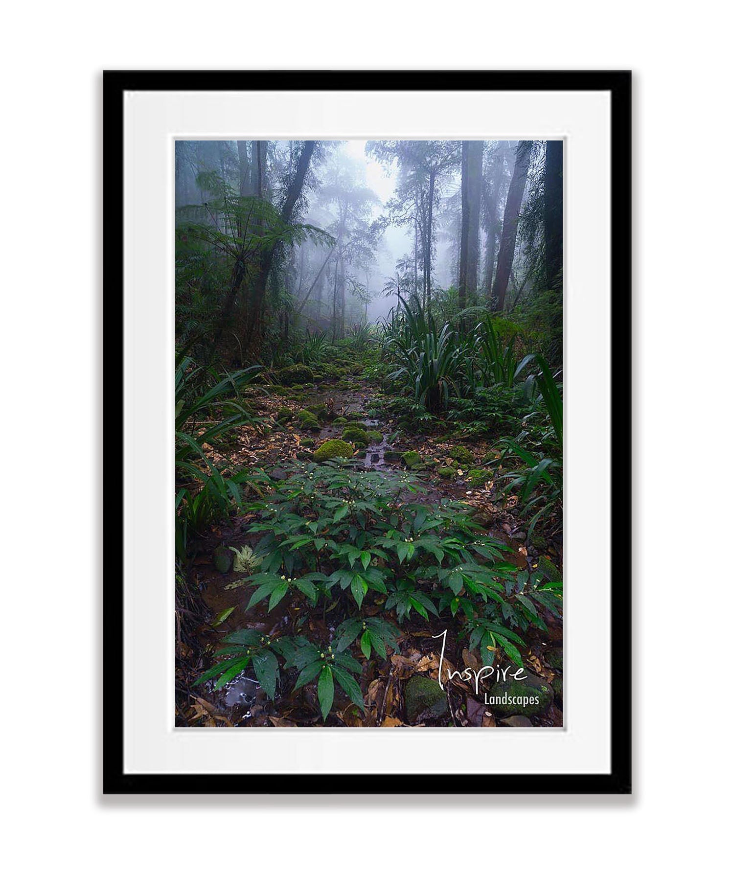 Lamington Rainforest - QLD
