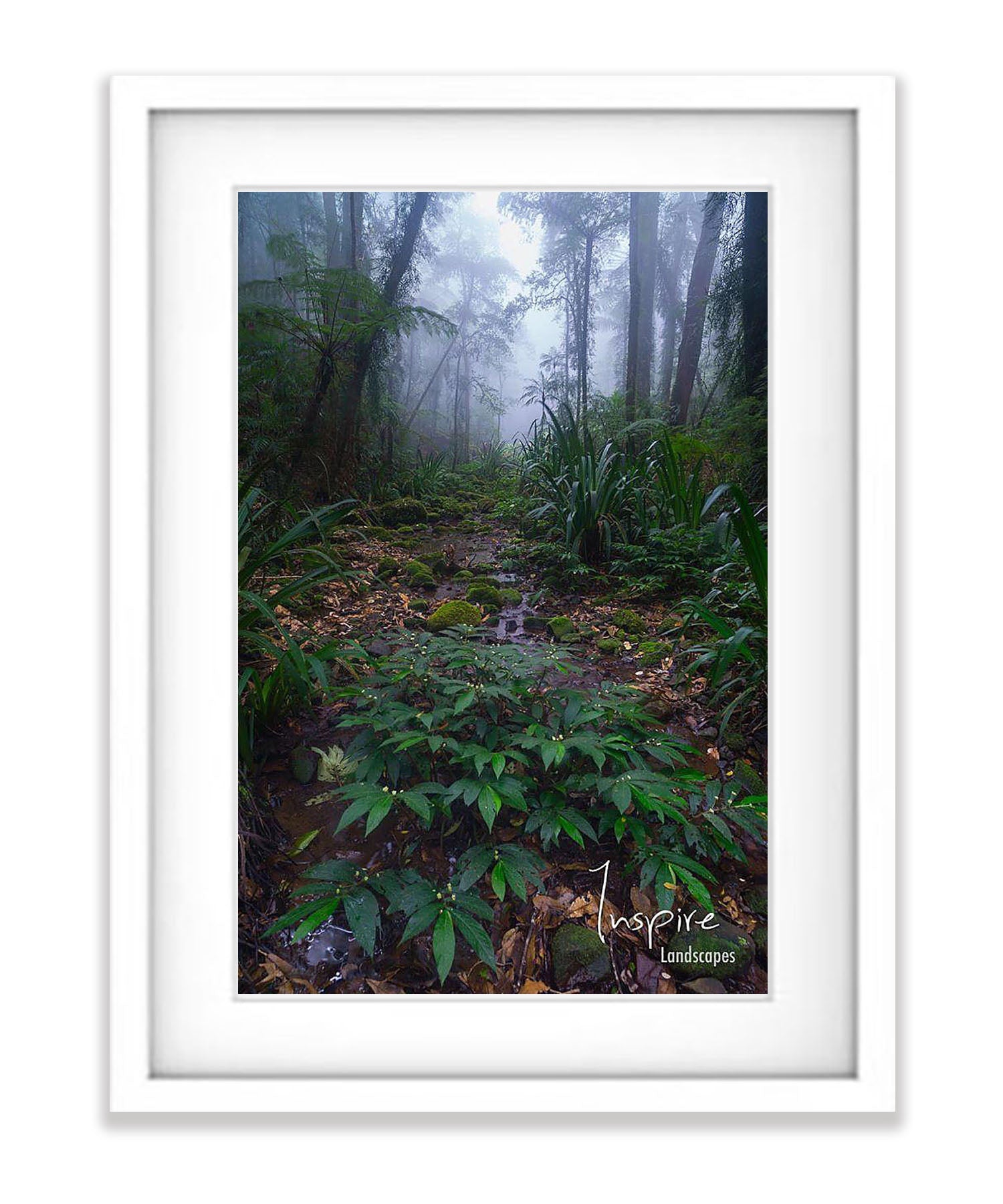 Lamington Rainforest - QLD