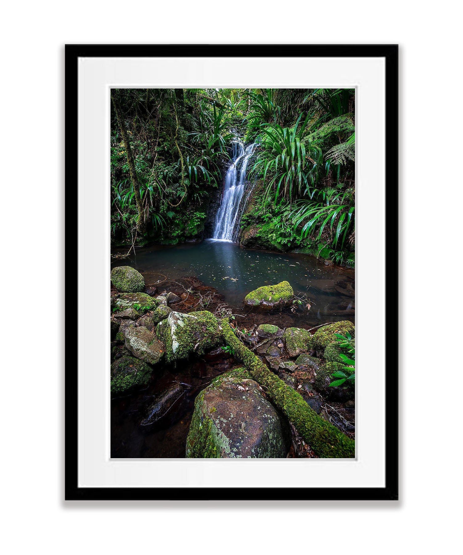 Lamington Stillness - QLD