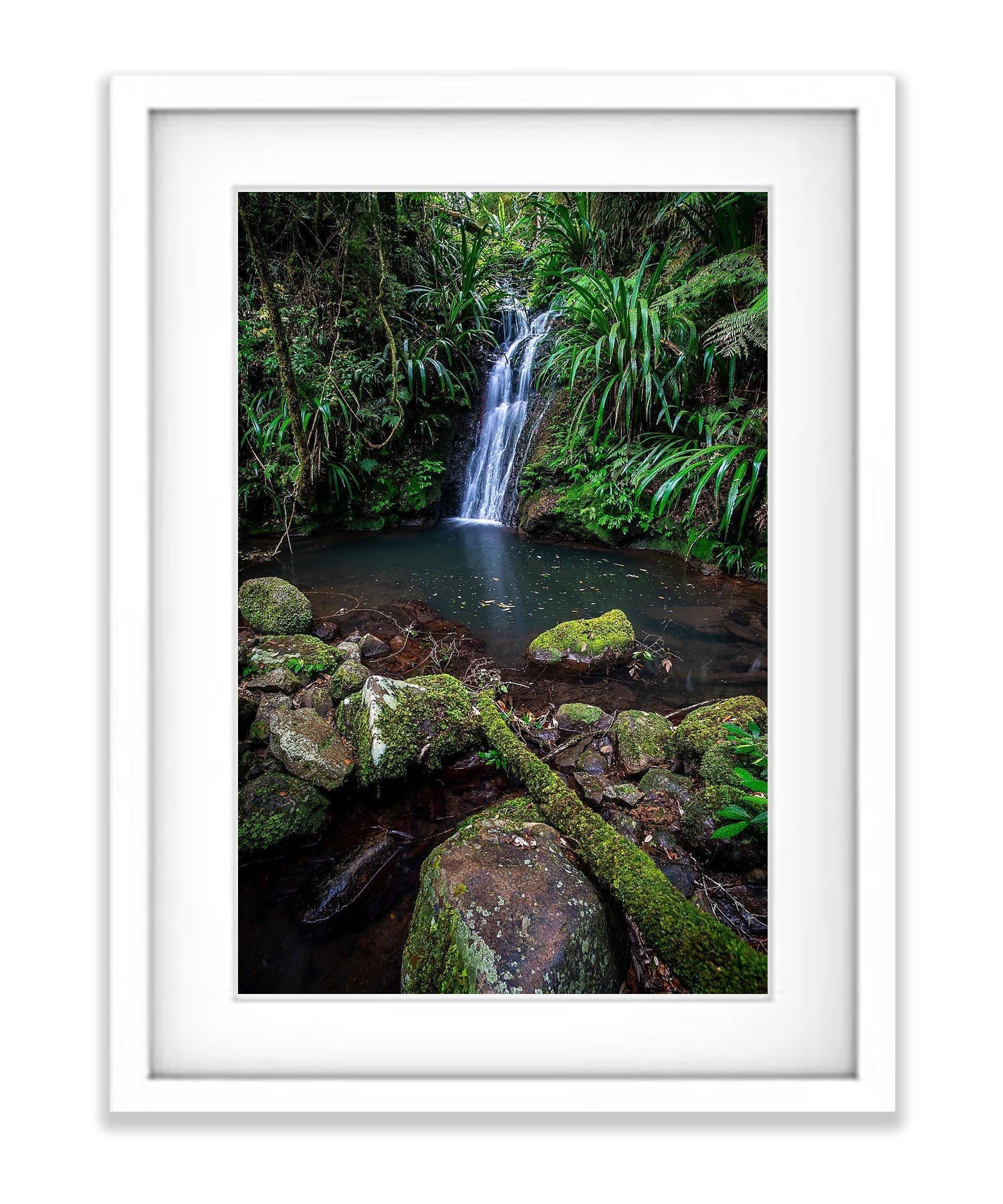 Lamington Stillness - QLD