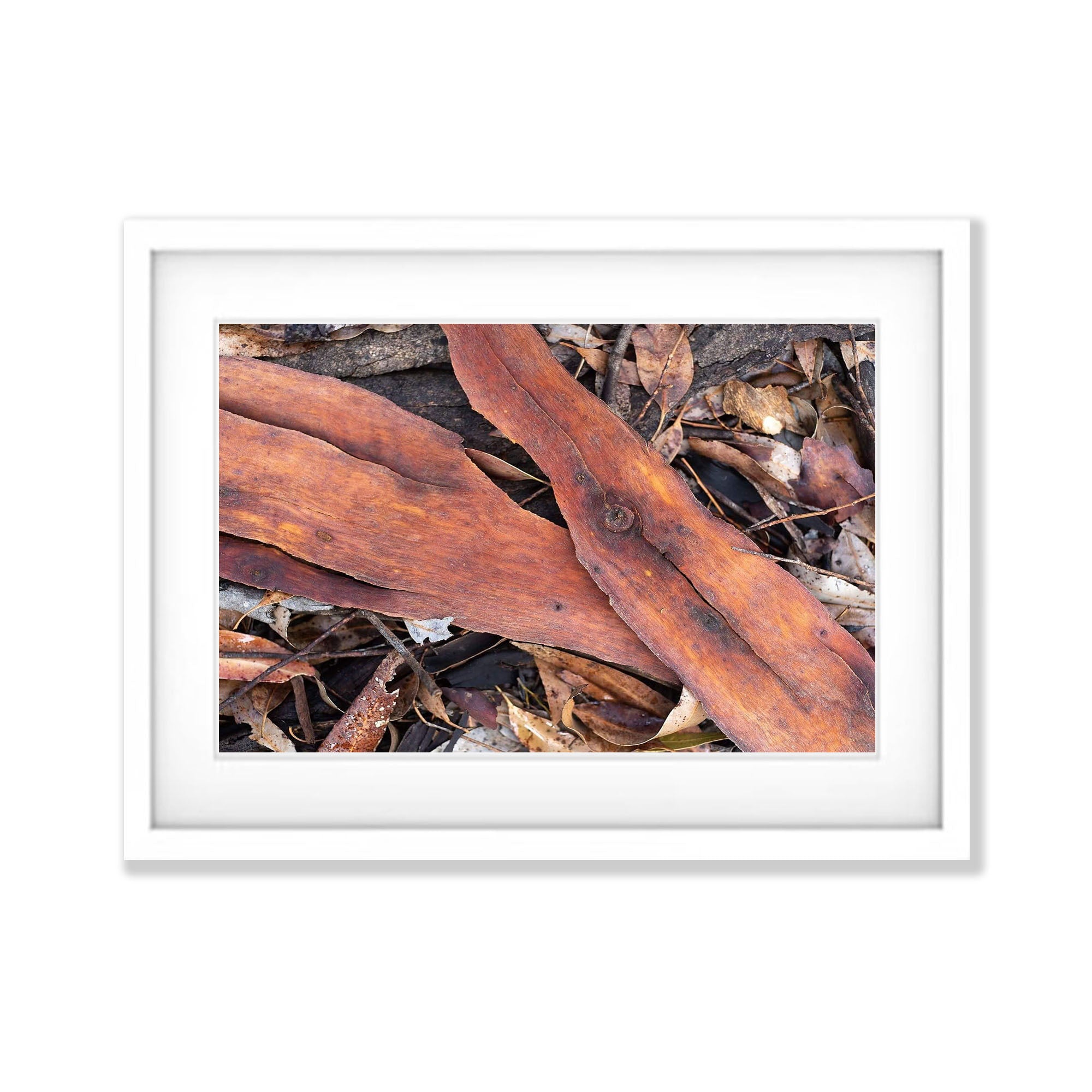 Leaf Litter No.2, Kangaroo Island, South Australia